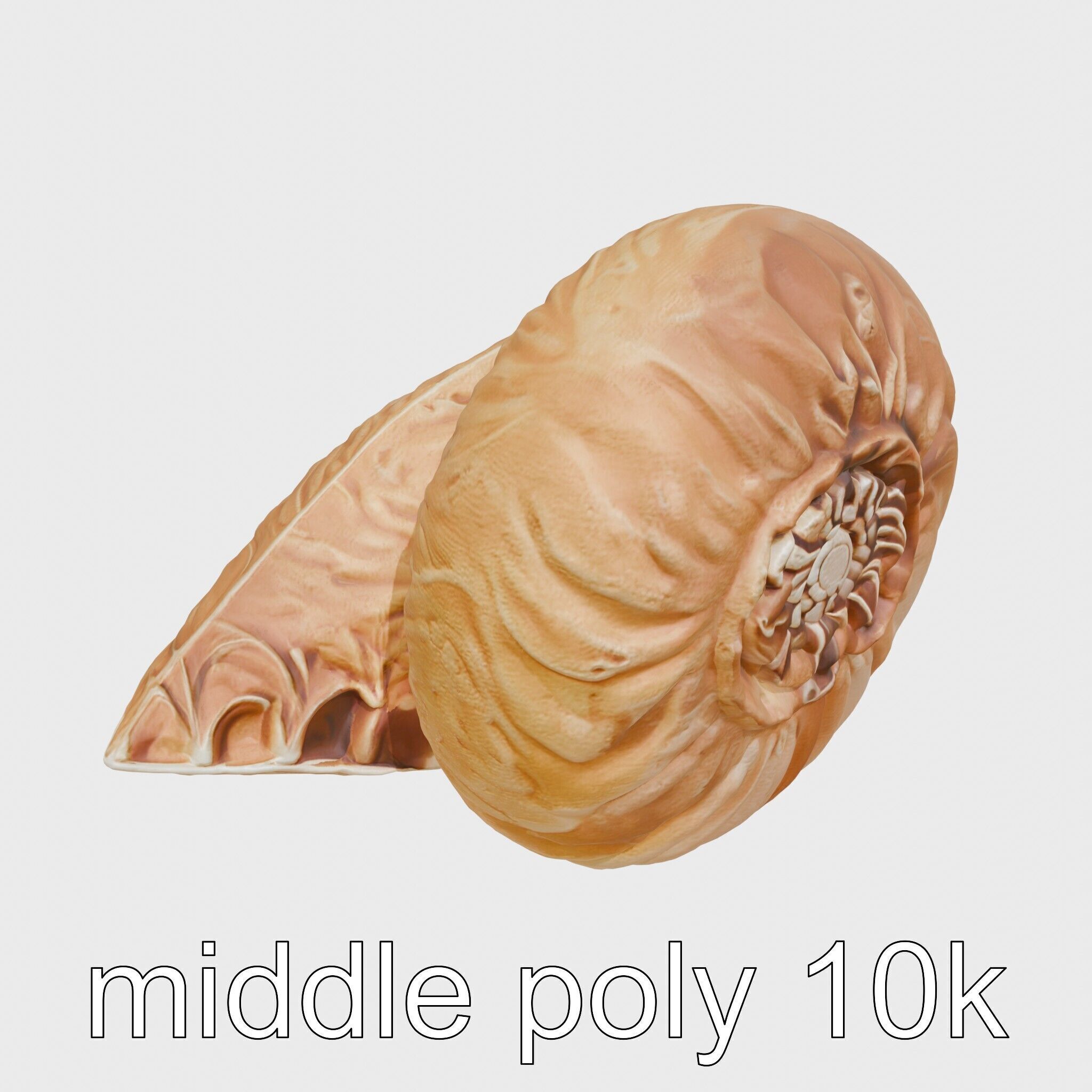 Paper Nautilus Delicate Shell Structure Model Low-poly 3D model_24