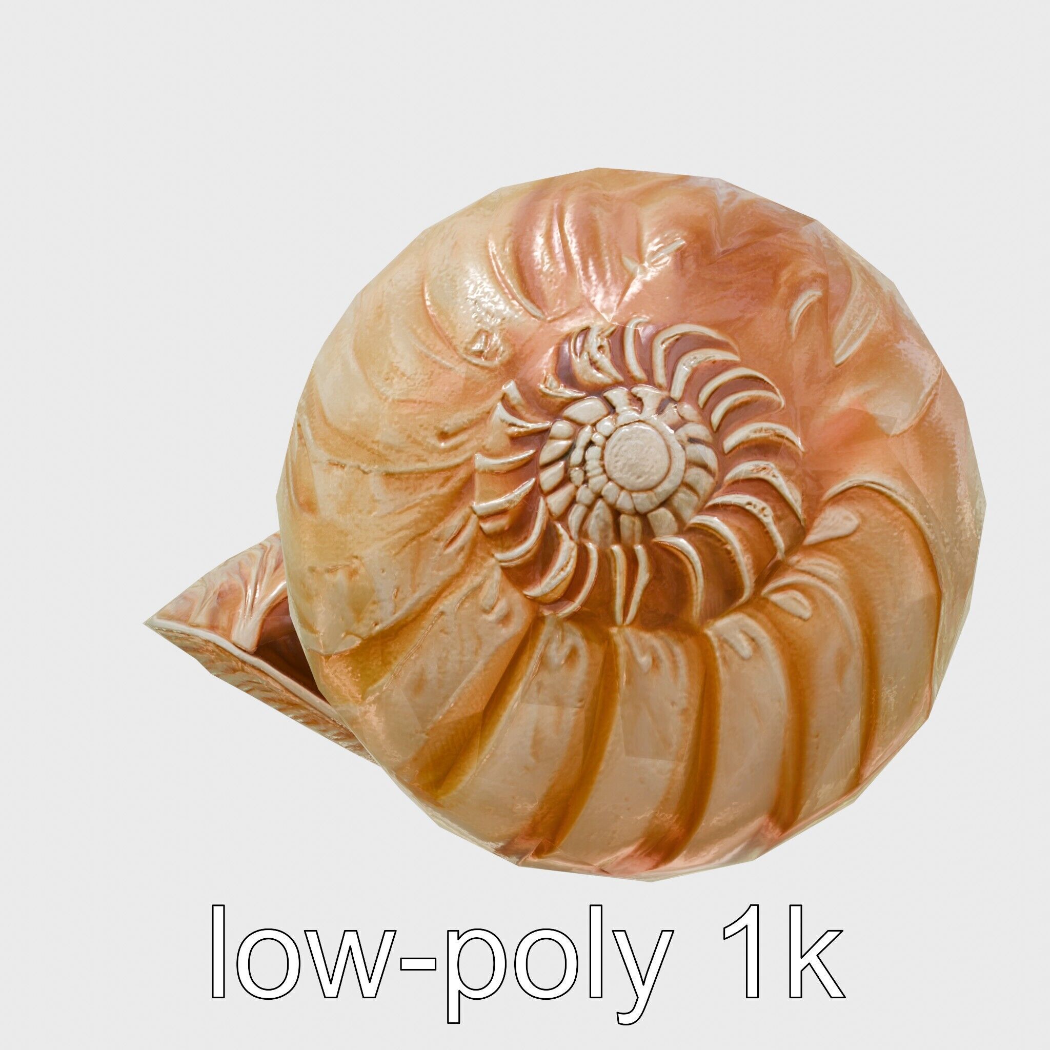 Paper Nautilus Delicate Shell Structure Model Low-poly 3D model_14