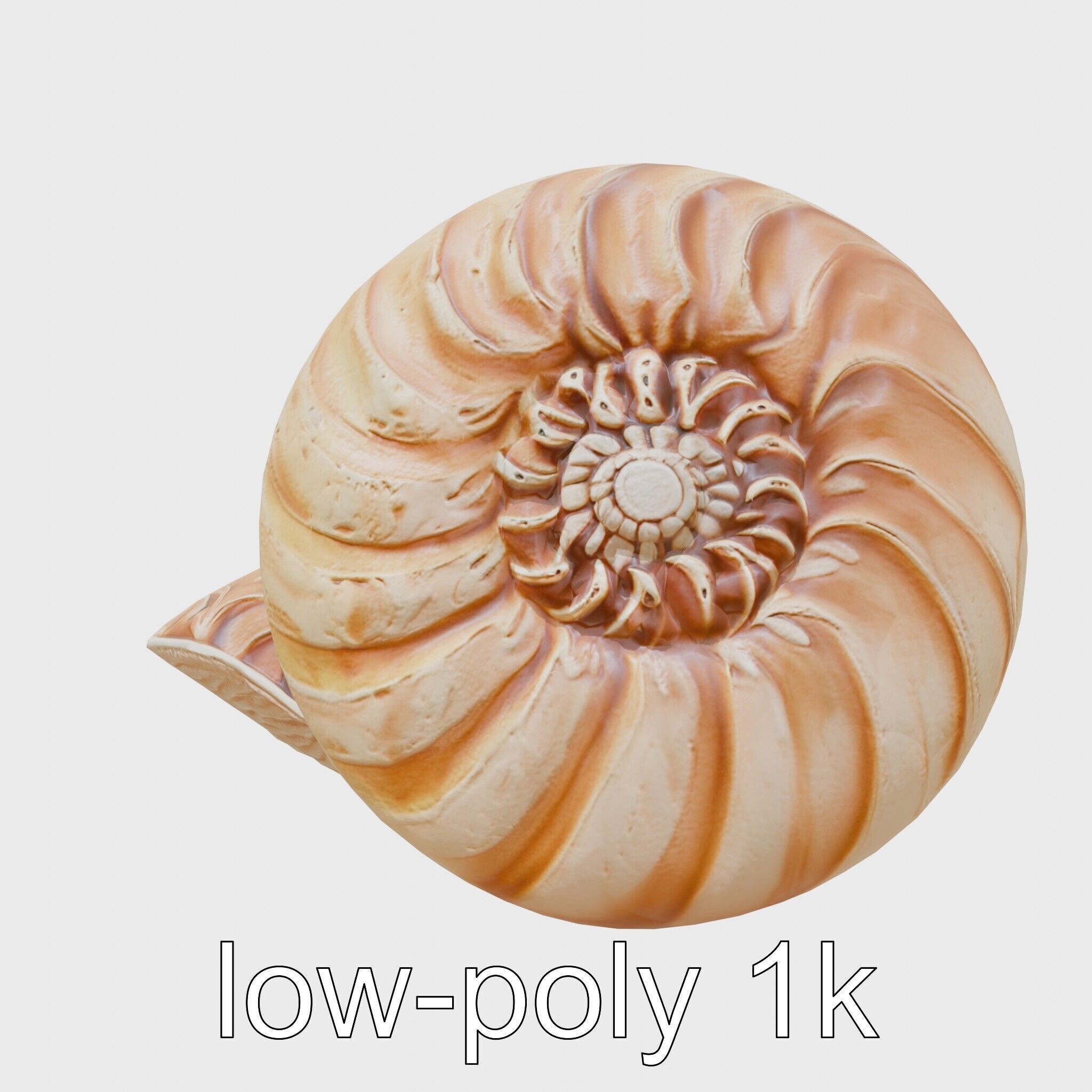 Paper Nautilus Delicate Shell Structure Model Low-poly 3D model_20