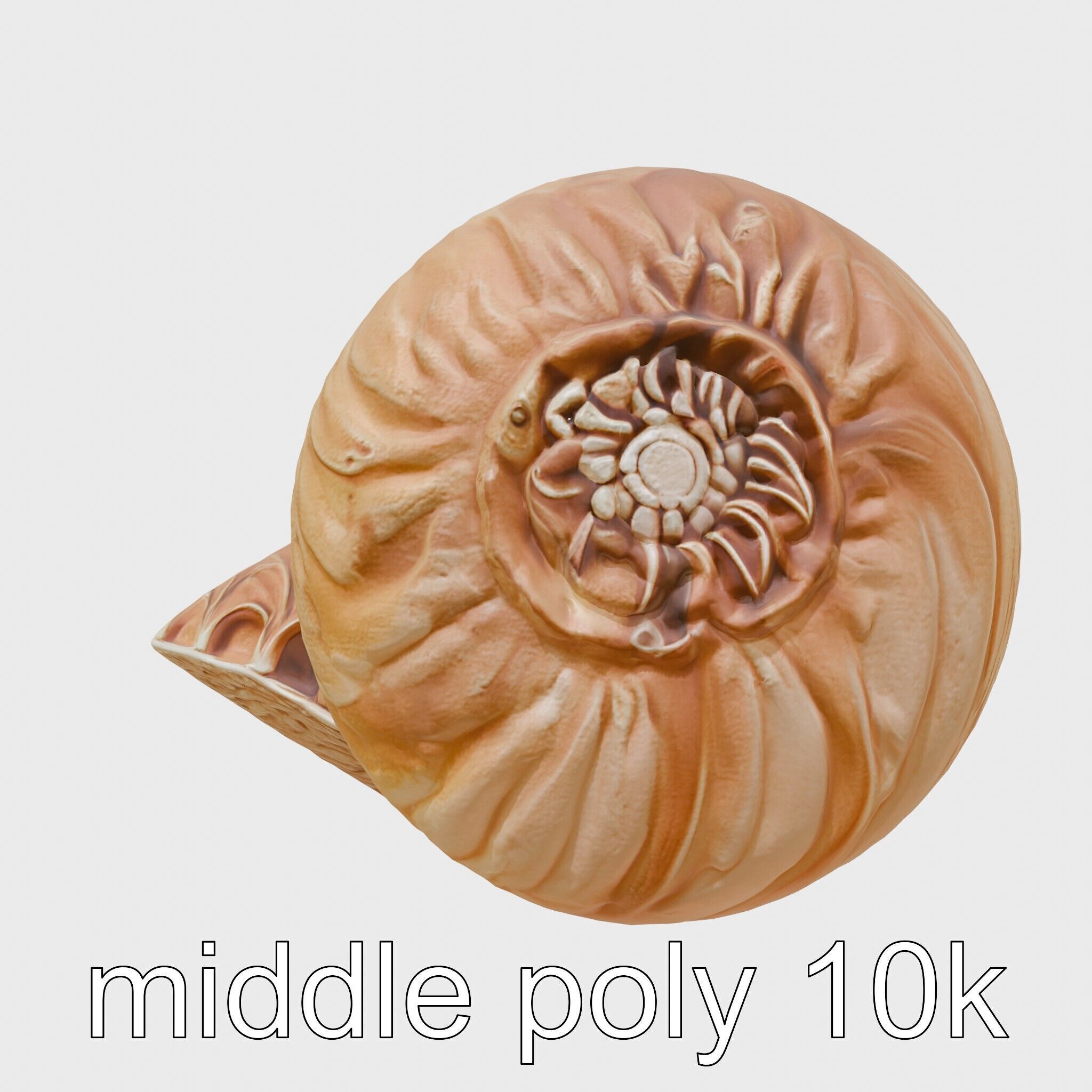 Paper Nautilus Delicate Shell Structure Model Low-poly 3D model_2
