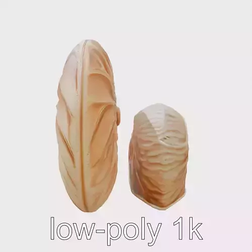 Paper Nautilus Delicate Shell Structure Model