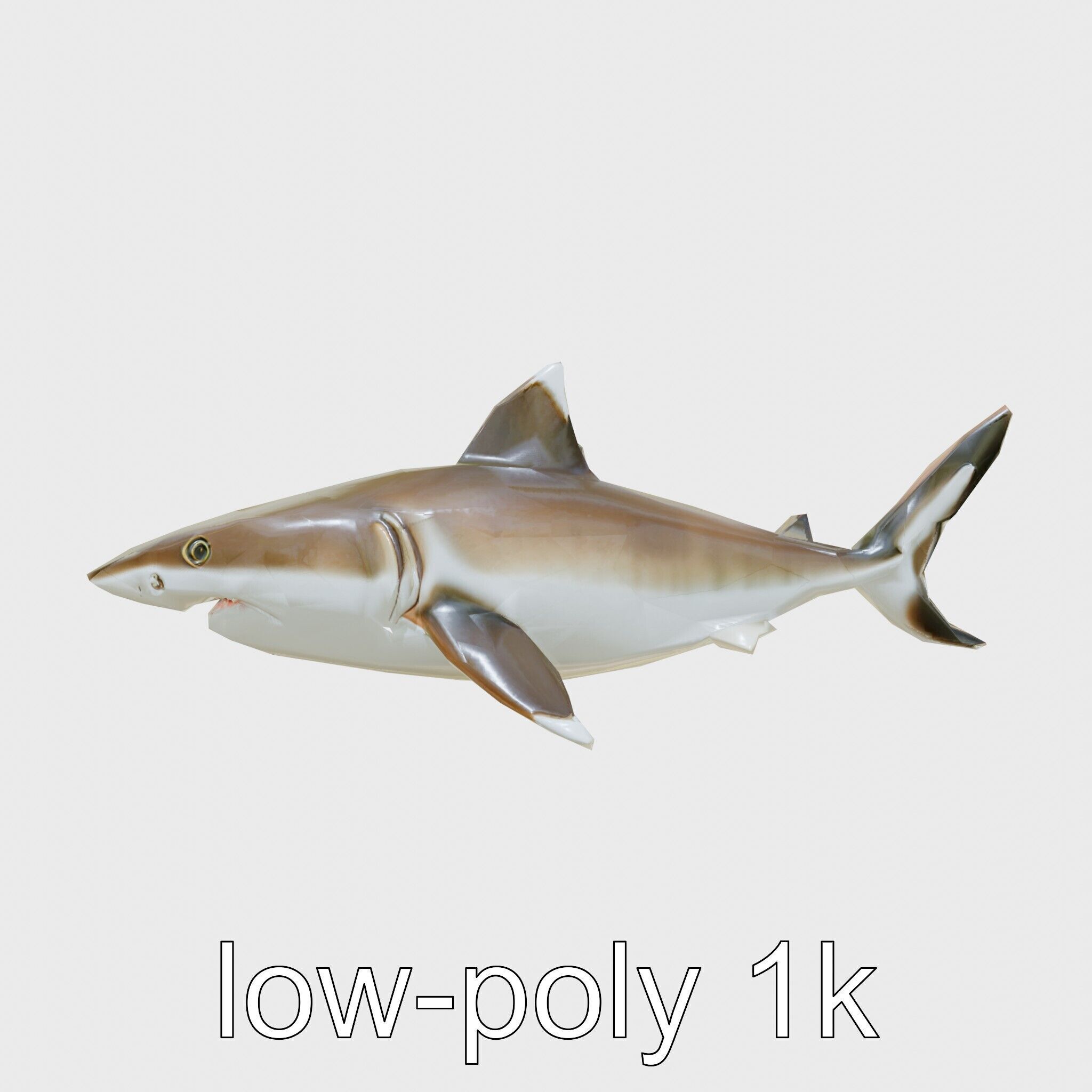 Whitetip Reef Shark 3D Model with White-Tipped Fins Low-poly 3D model_18