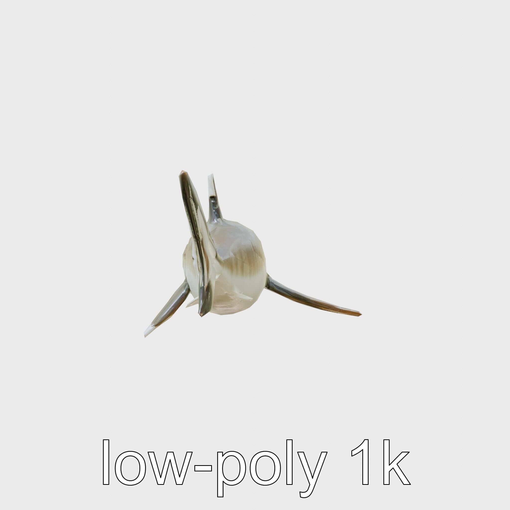 Whitetip Reef Shark 3D Model with White-Tipped Fins Low-poly 3D model_4
