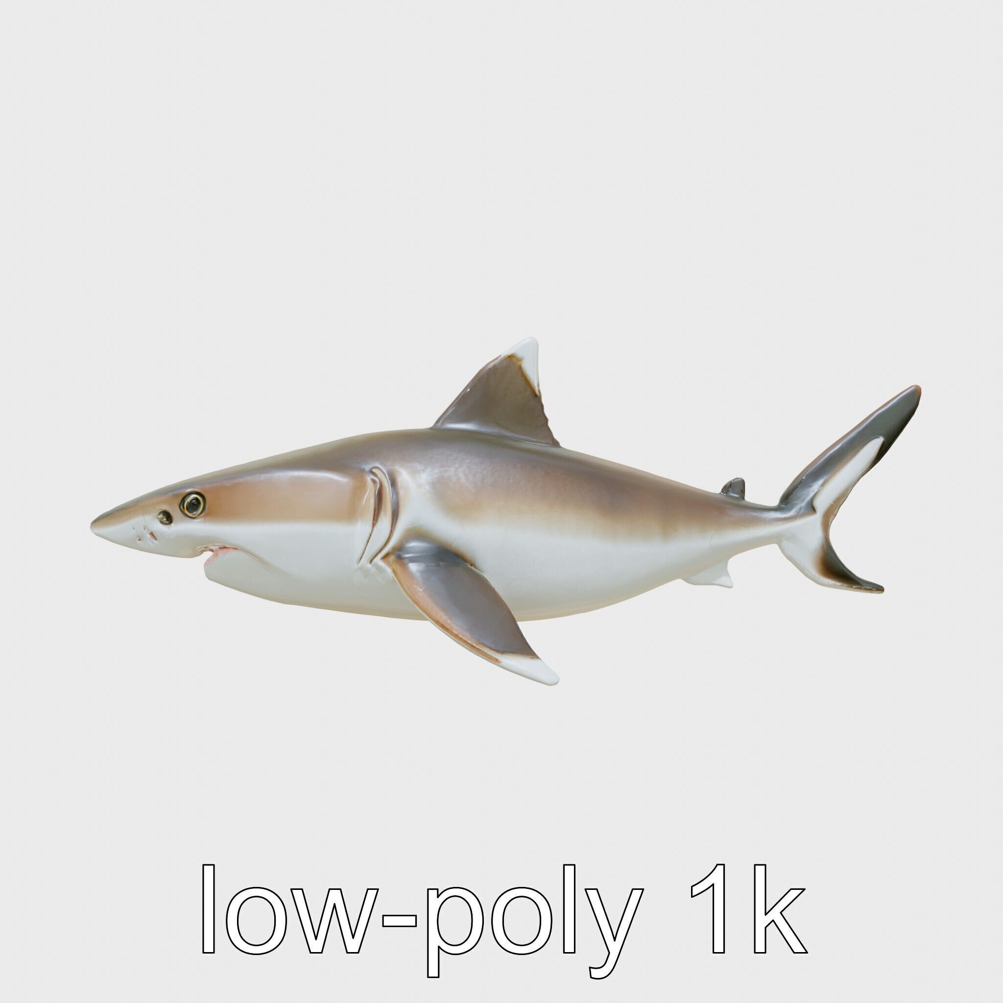 Whitetip Reef Shark 3D Model with White-Tipped Fins Low-poly 3D model_19