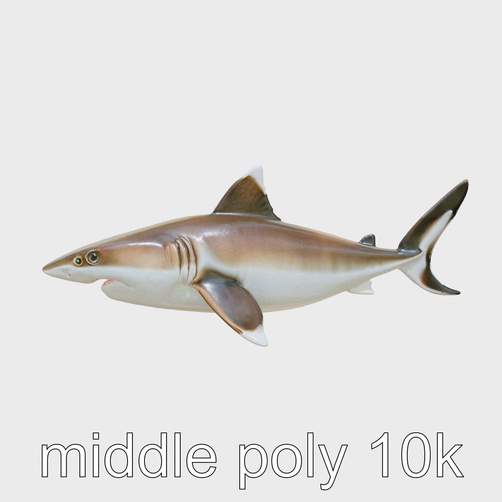 Whitetip Reef Shark 3D Model with White-Tipped Fins Low-poly 3D model_24