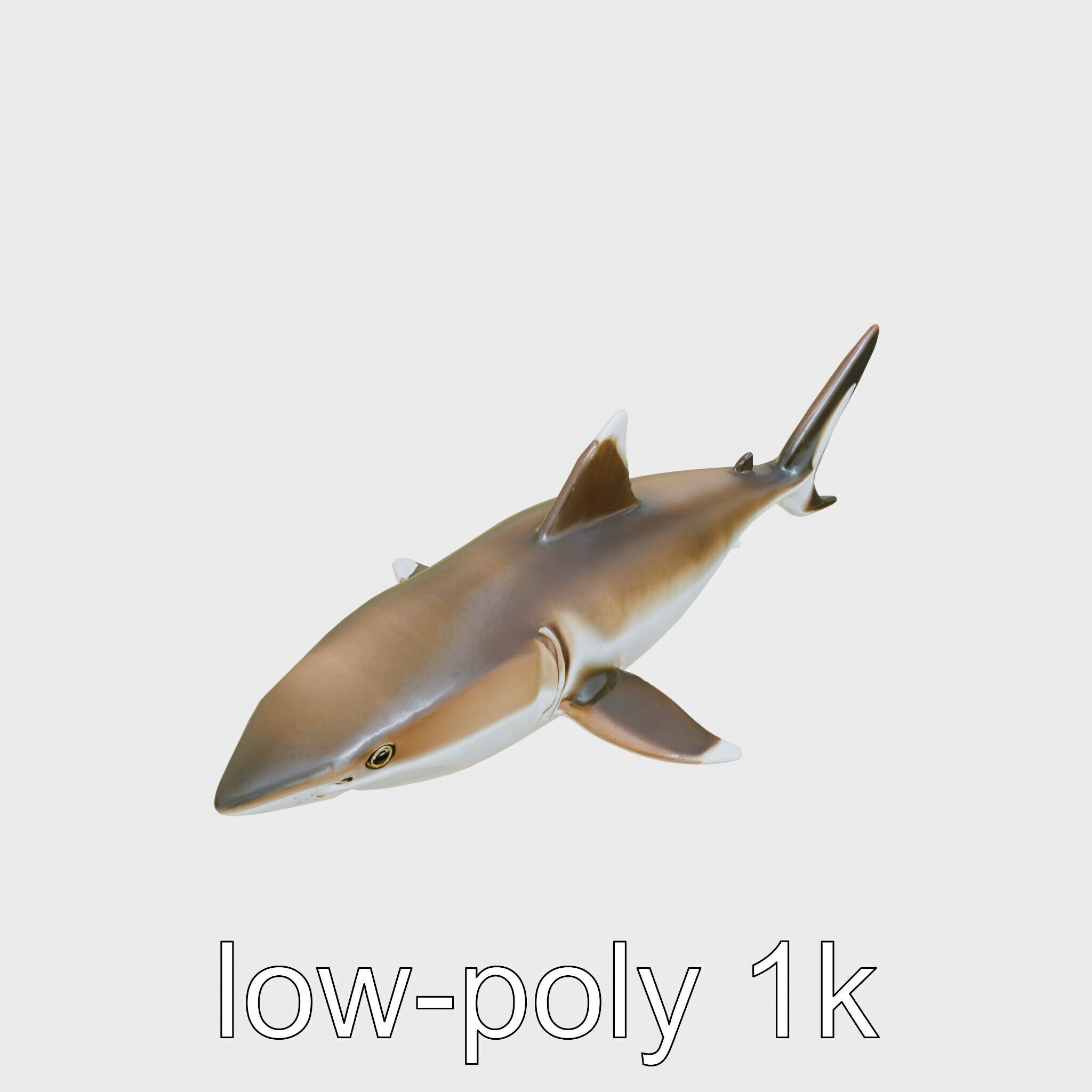 Whitetip Reef Shark 3D Model with White-Tipped Fins Low-poly 3D model_9
