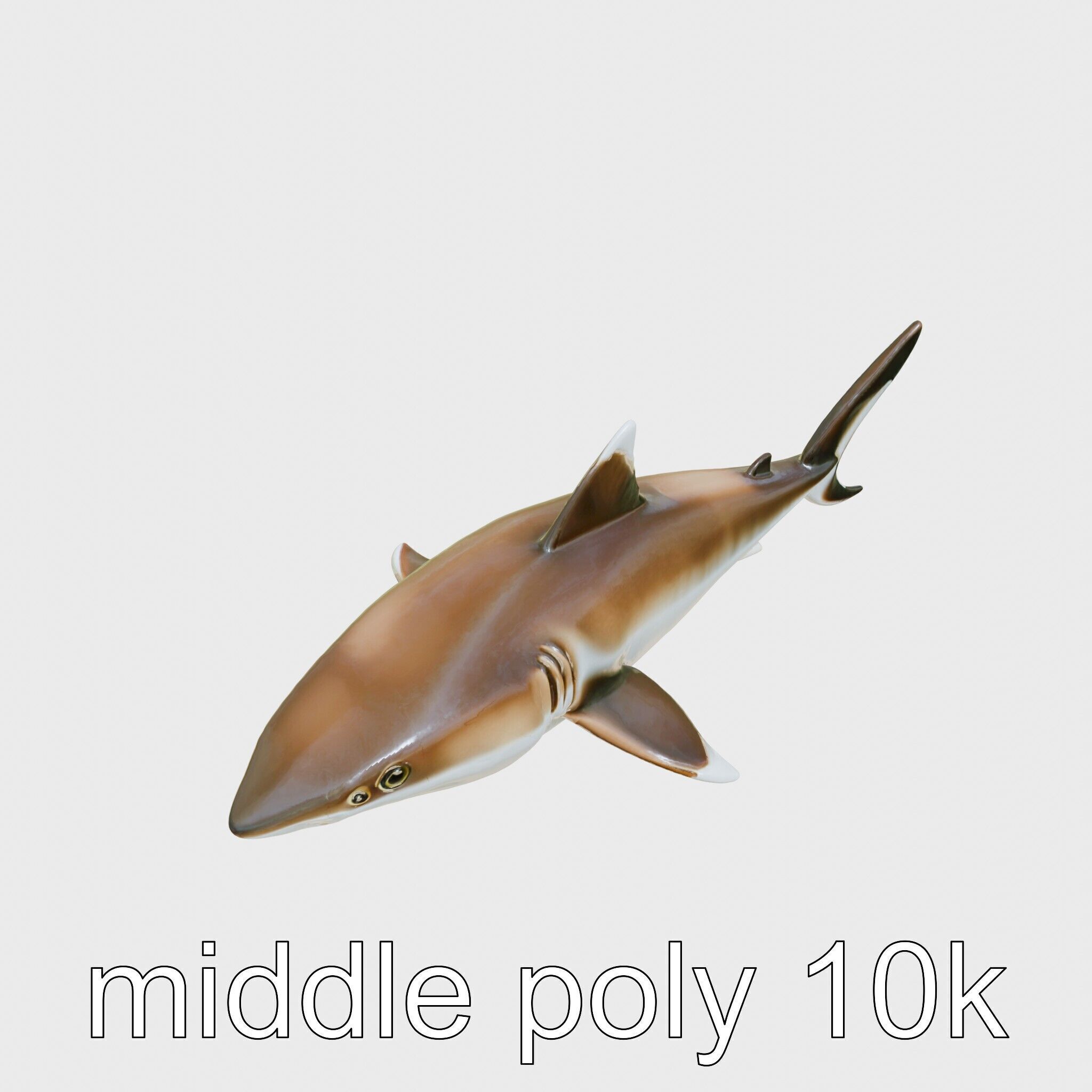 Whitetip Reef Shark 3D Model with White-Tipped Fins Low-poly 3D model_8