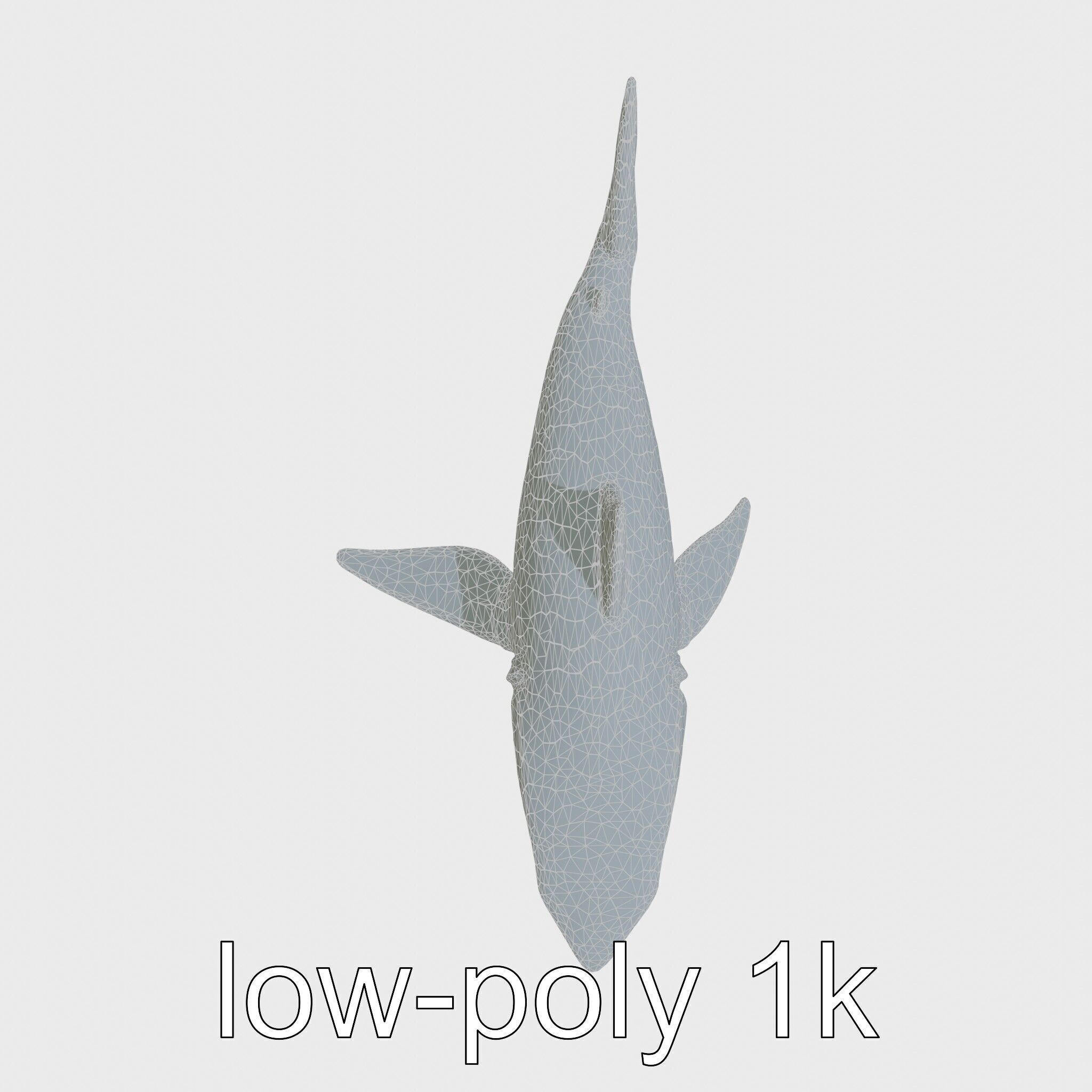 Whitetip Reef Shark 3D Model with White-Tipped Fins Low-poly 3D model_17