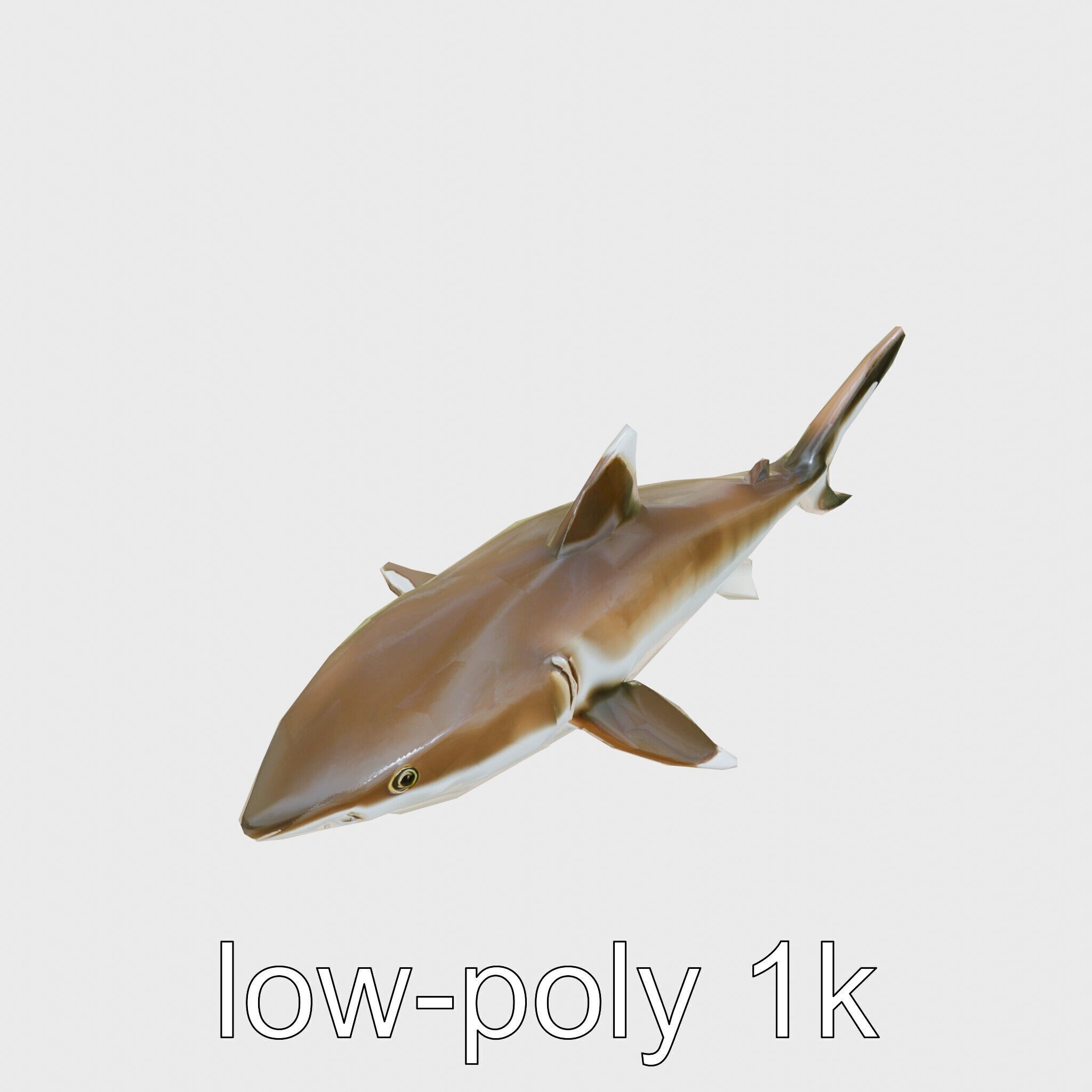 Whitetip Reef Shark 3D Model with White-Tipped Fins Low-poly 3D model_10