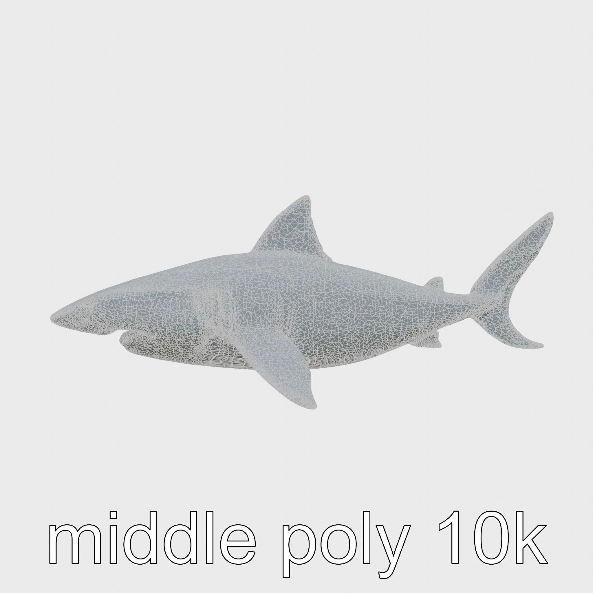 Whitetip Reef Shark 3D Model with White-Tipped Fins Low-poly 3D model_28