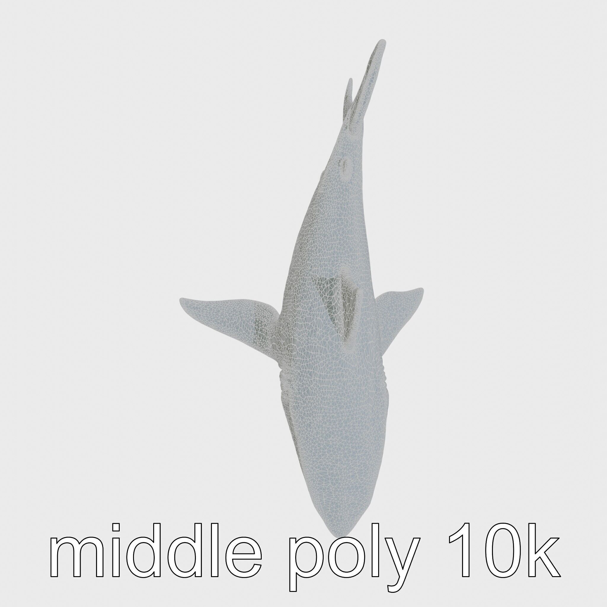 Whitetip Reef Shark 3D Model with White-Tipped Fins Low-poly 3D model_23