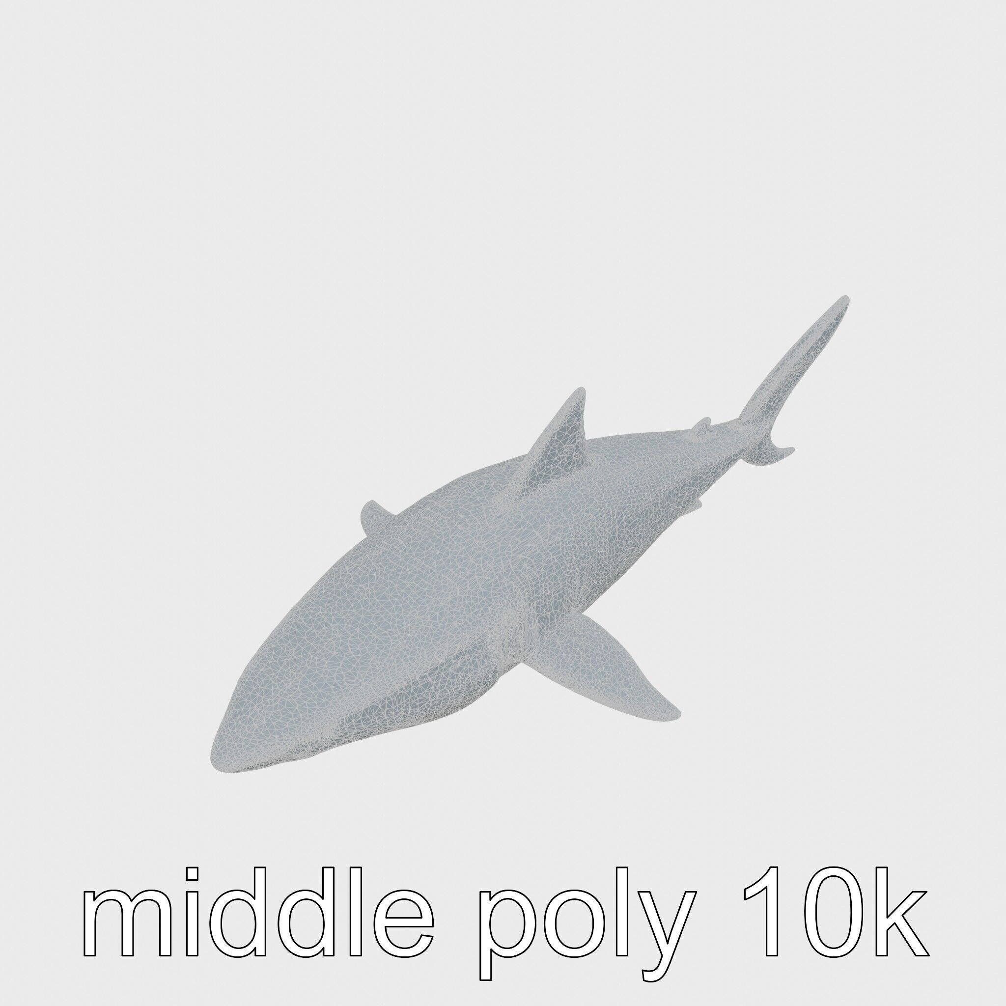 Whitetip Reef Shark 3D Model with White-Tipped Fins Low-poly 3D model_25