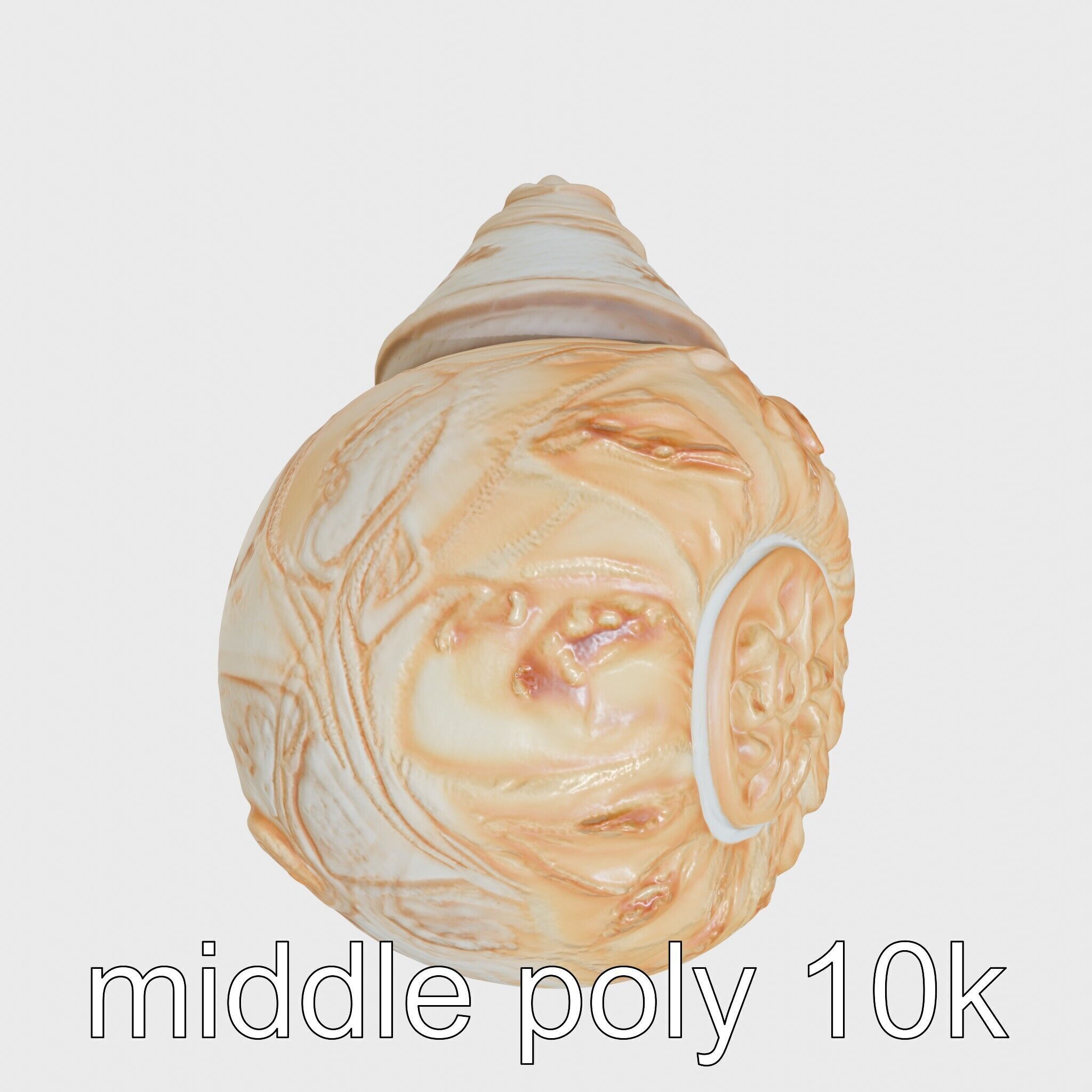 Chambered Nautilus Shell with Intricate Spirals 3D Model Low-poly 3D model_15