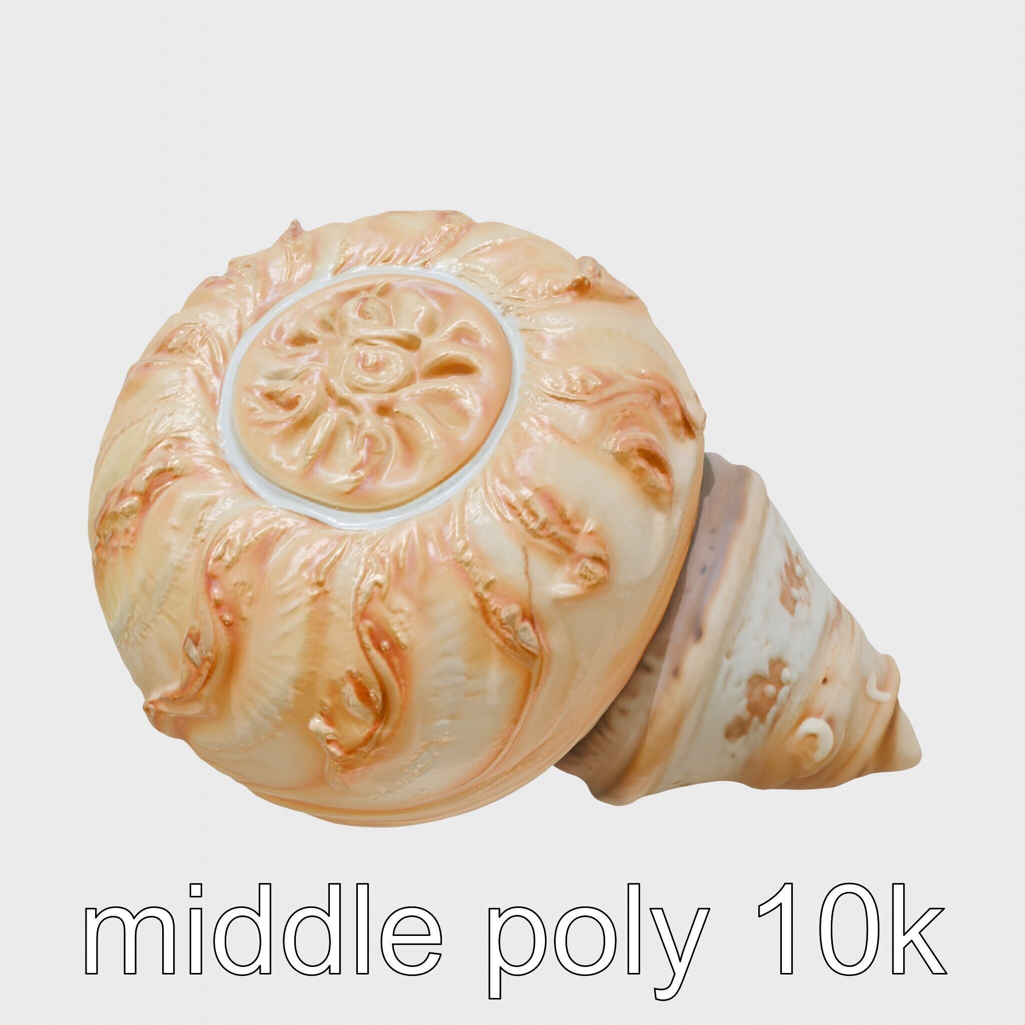 Chambered Nautilus Shell with Intricate Spirals 3D Model Low-poly 3D model_8