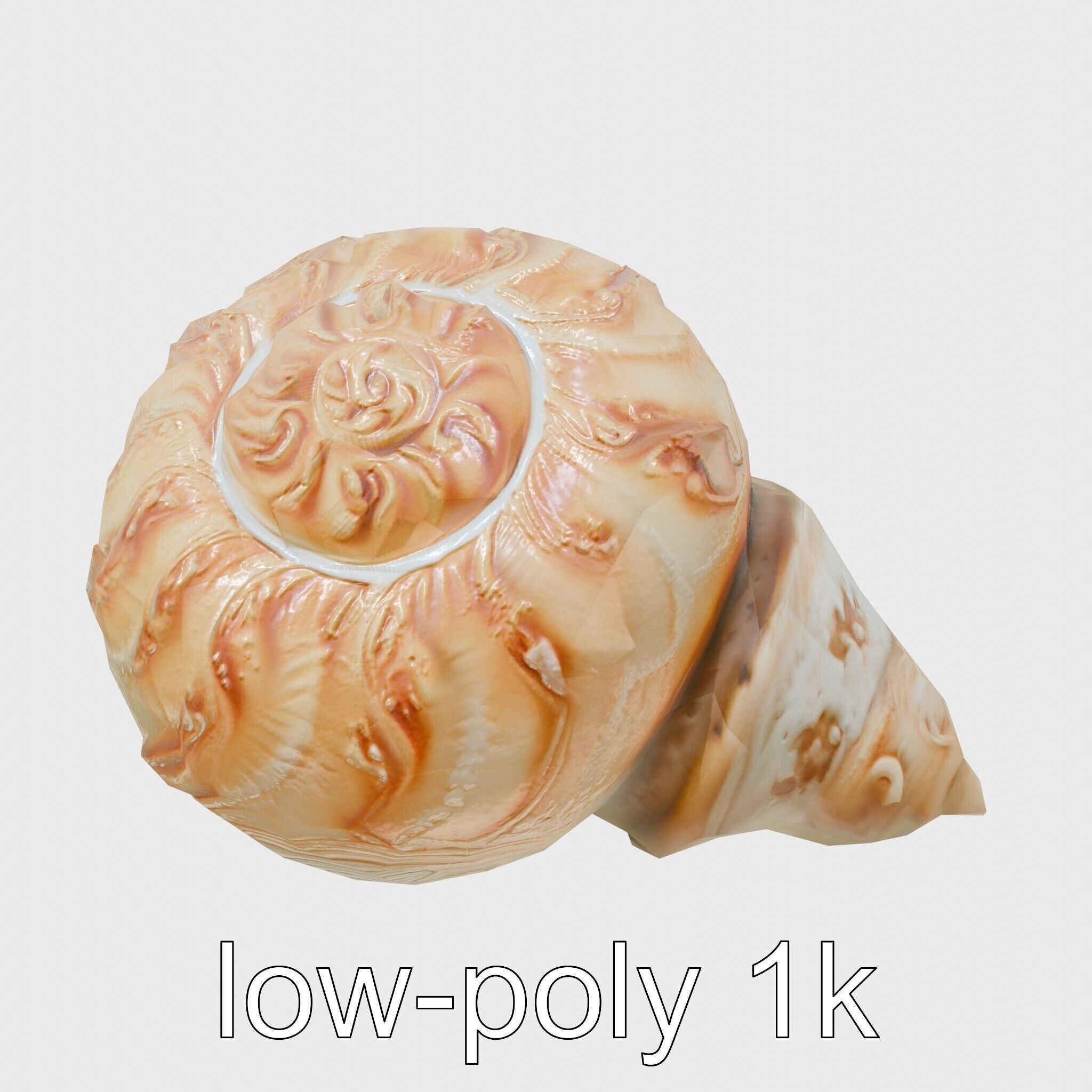 Chambered Nautilus Shell with Intricate Spirals 3D Model Low-poly 3D model_17