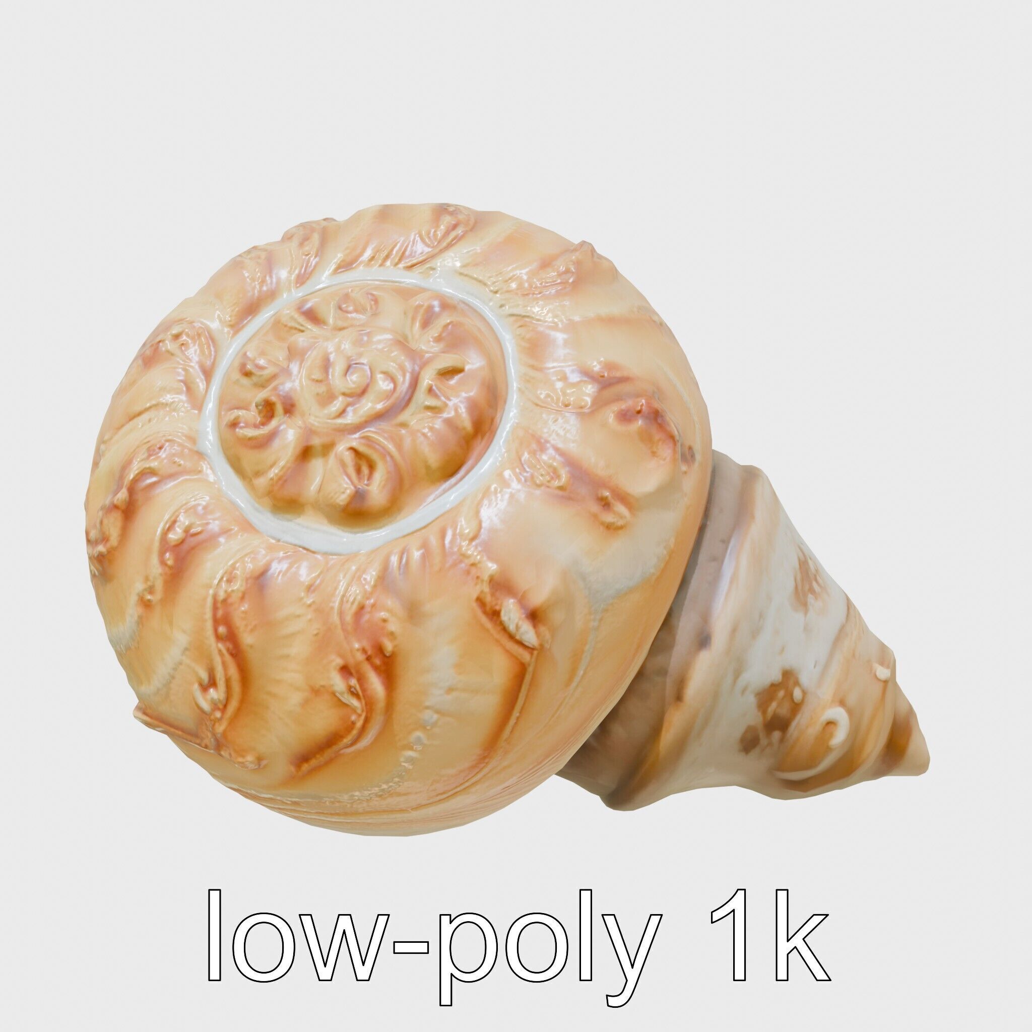 Chambered Nautilus Shell with Intricate Spirals 3D Model Low-poly 3D model_19