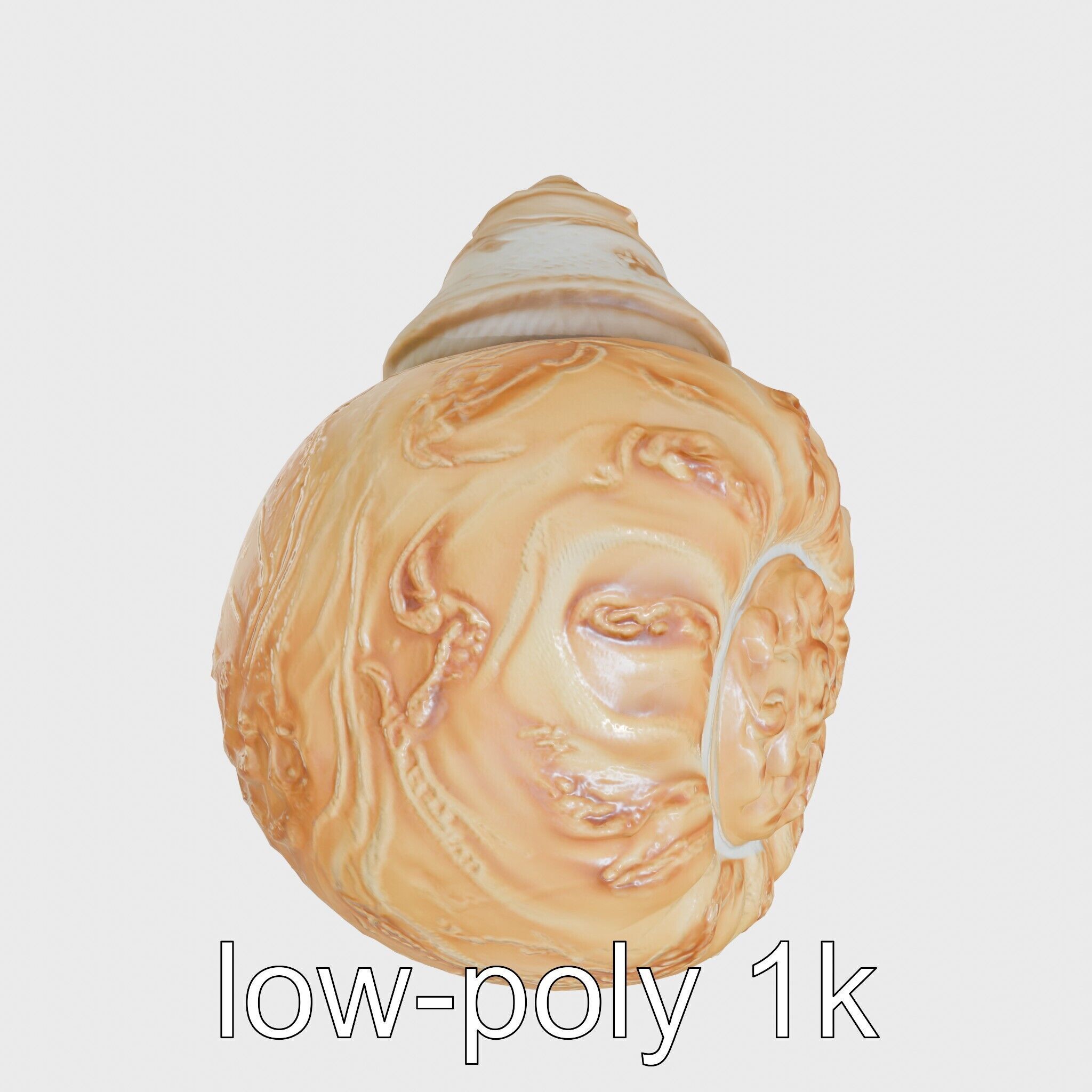 Chambered Nautilus Shell with Intricate Spirals 3D Model Low-poly 3D model_18