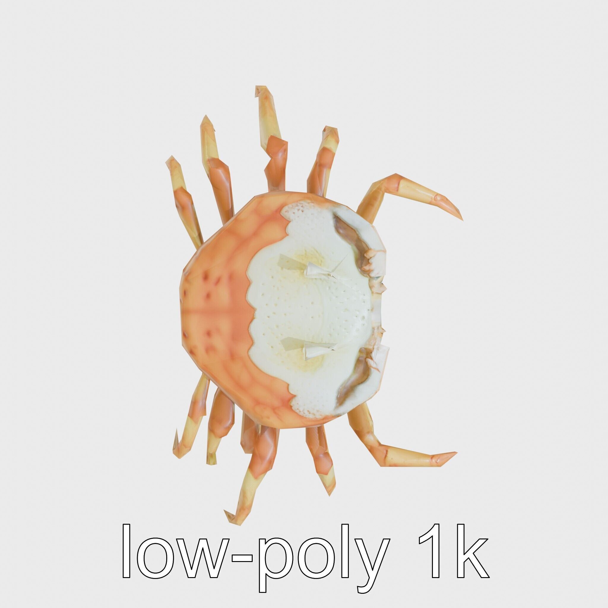 Porcelain Crab 3D Model with Detailed Anatomy Low-poly 3D model_10