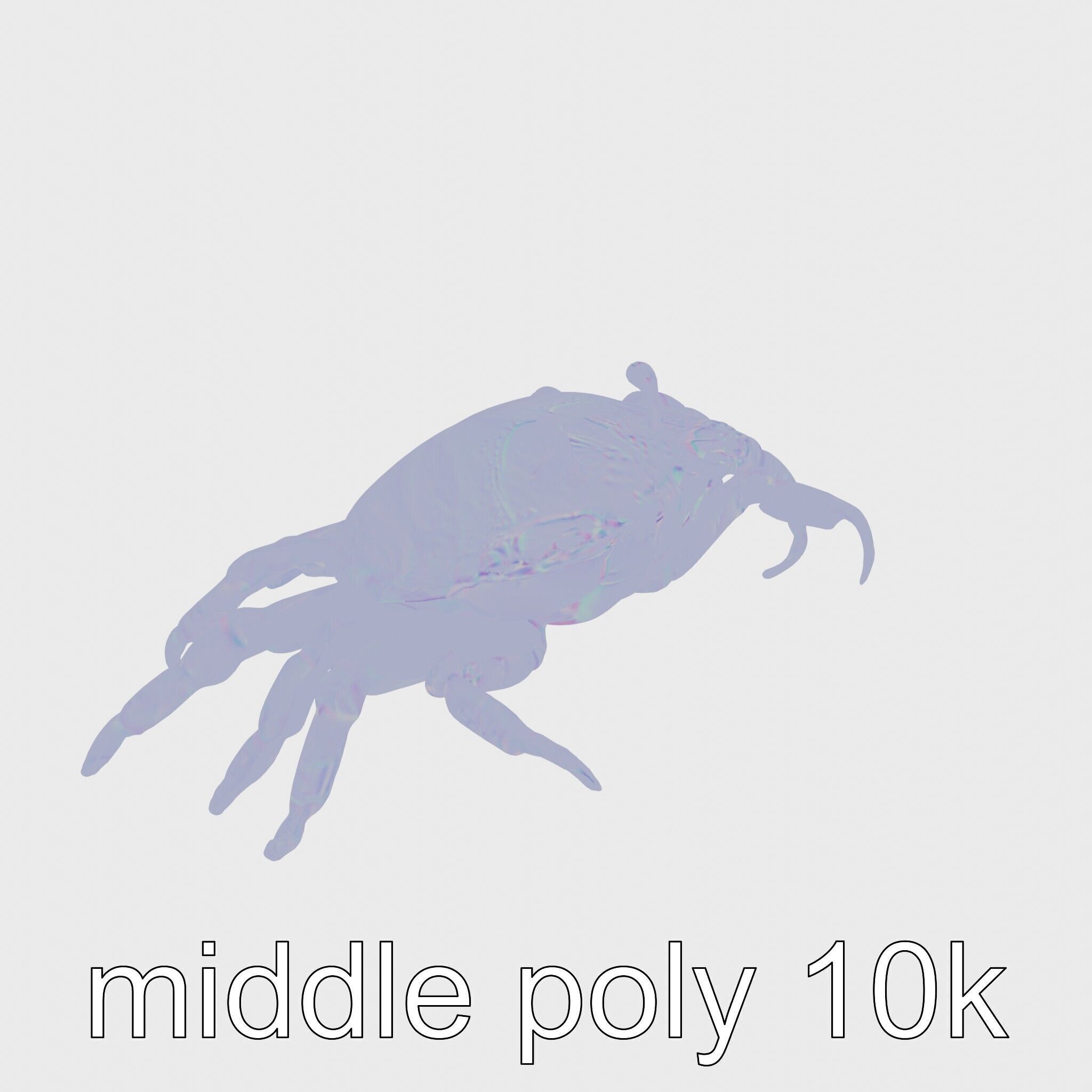 Porcelain Crab 3D Model with Detailed Anatomy Low-poly 3D model_17