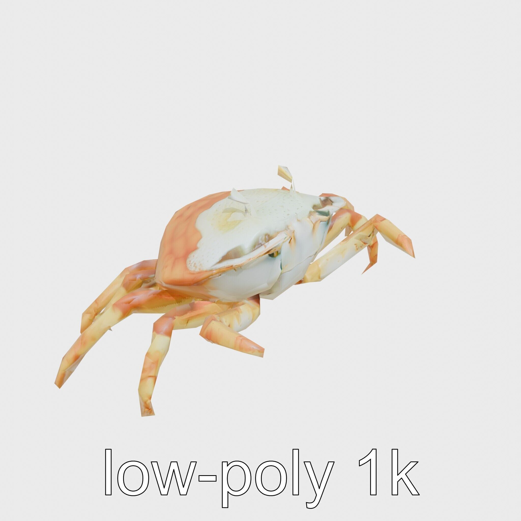Porcelain Crab 3D Model with Detailed Anatomy Low-poly 3D model_13
