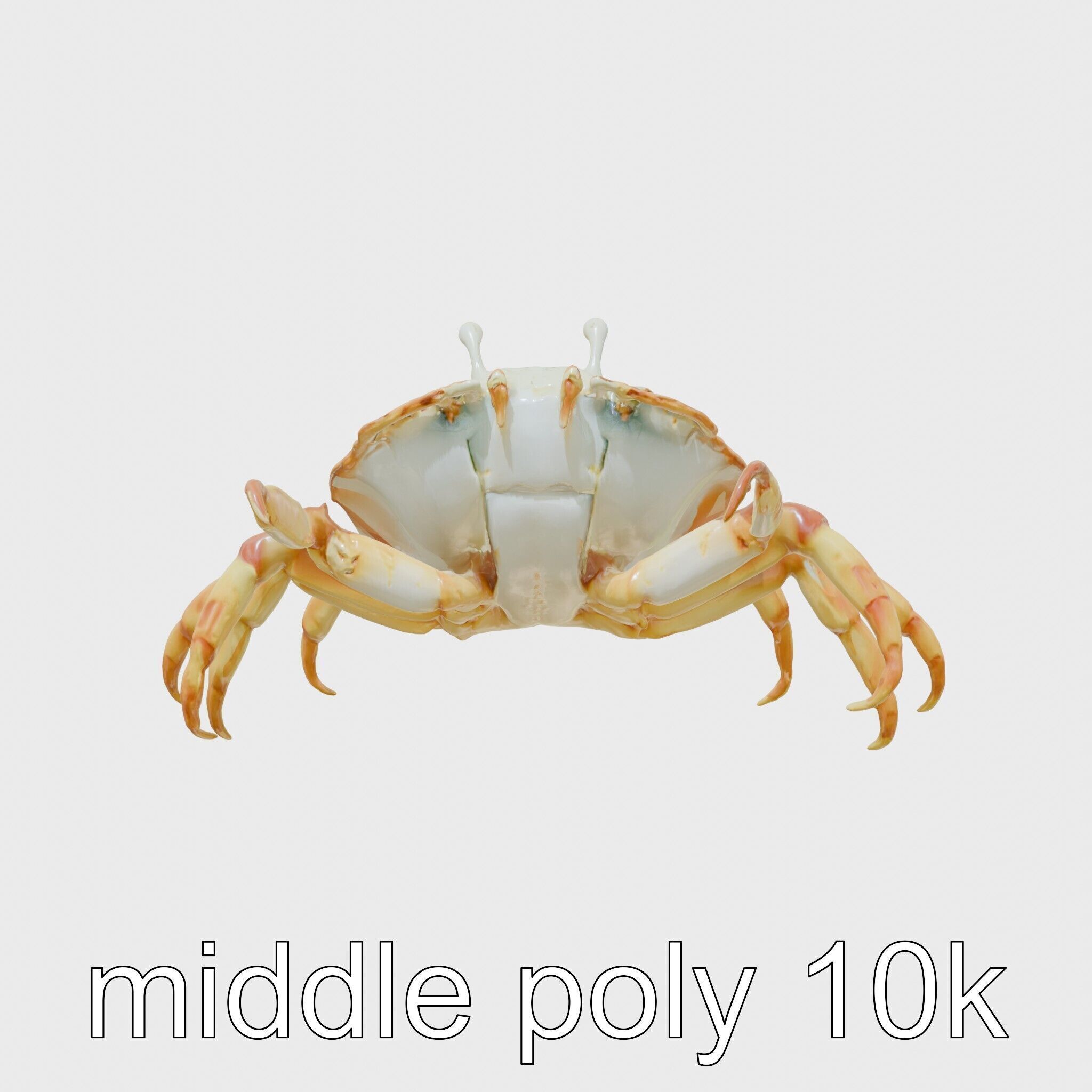 Porcelain Crab 3D Model with Detailed Anatomy Low-poly 3D model_30
