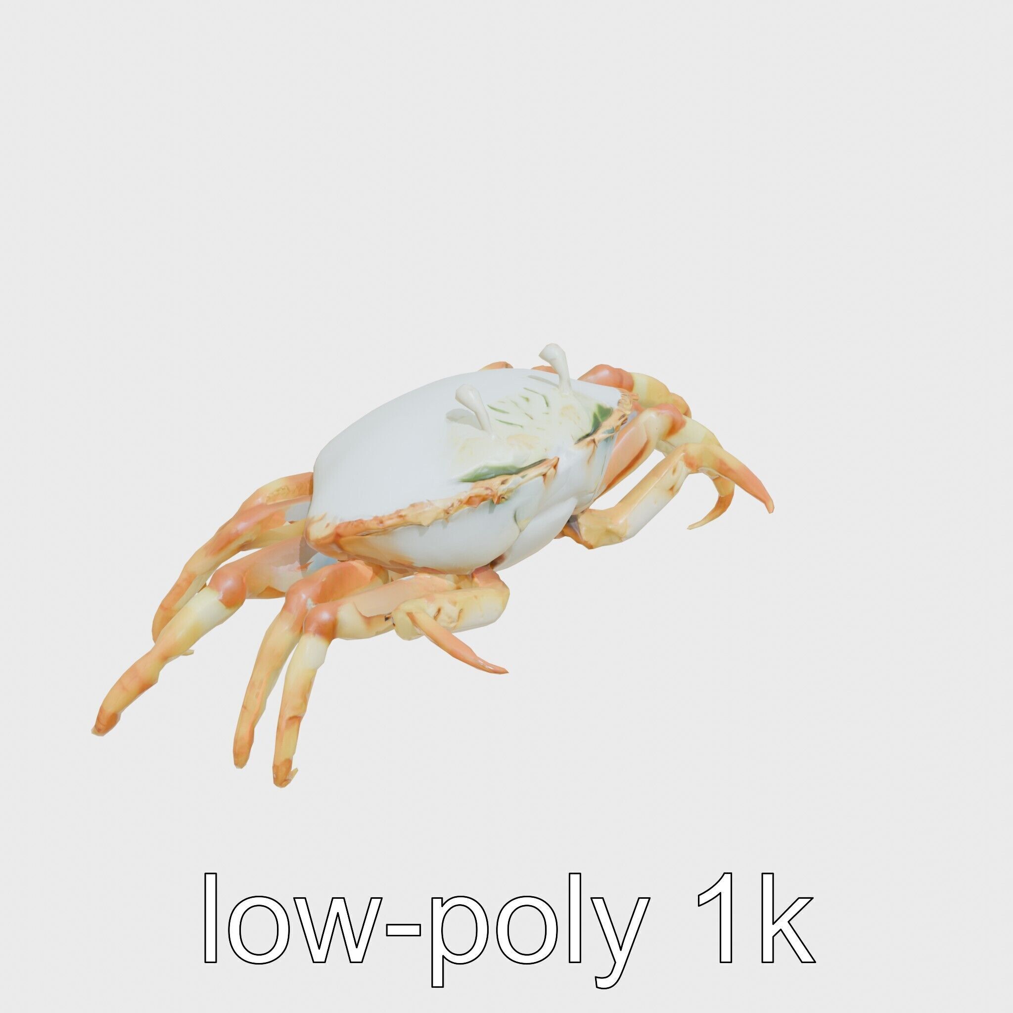 Porcelain Crab 3D Model with Detailed Anatomy Low-poly 3D model_9