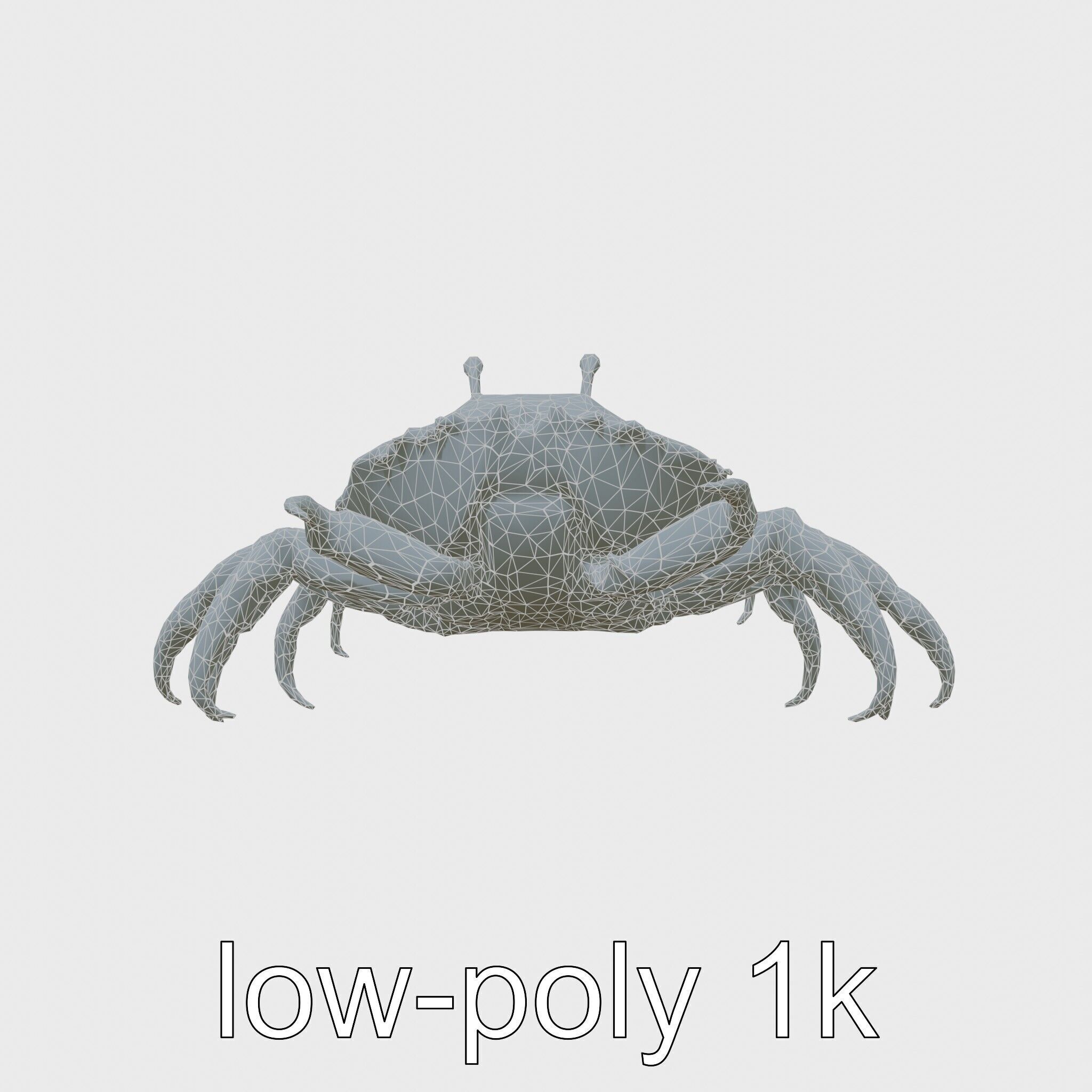 Porcelain Crab 3D Model with Detailed Anatomy Low-poly 3D model_24
