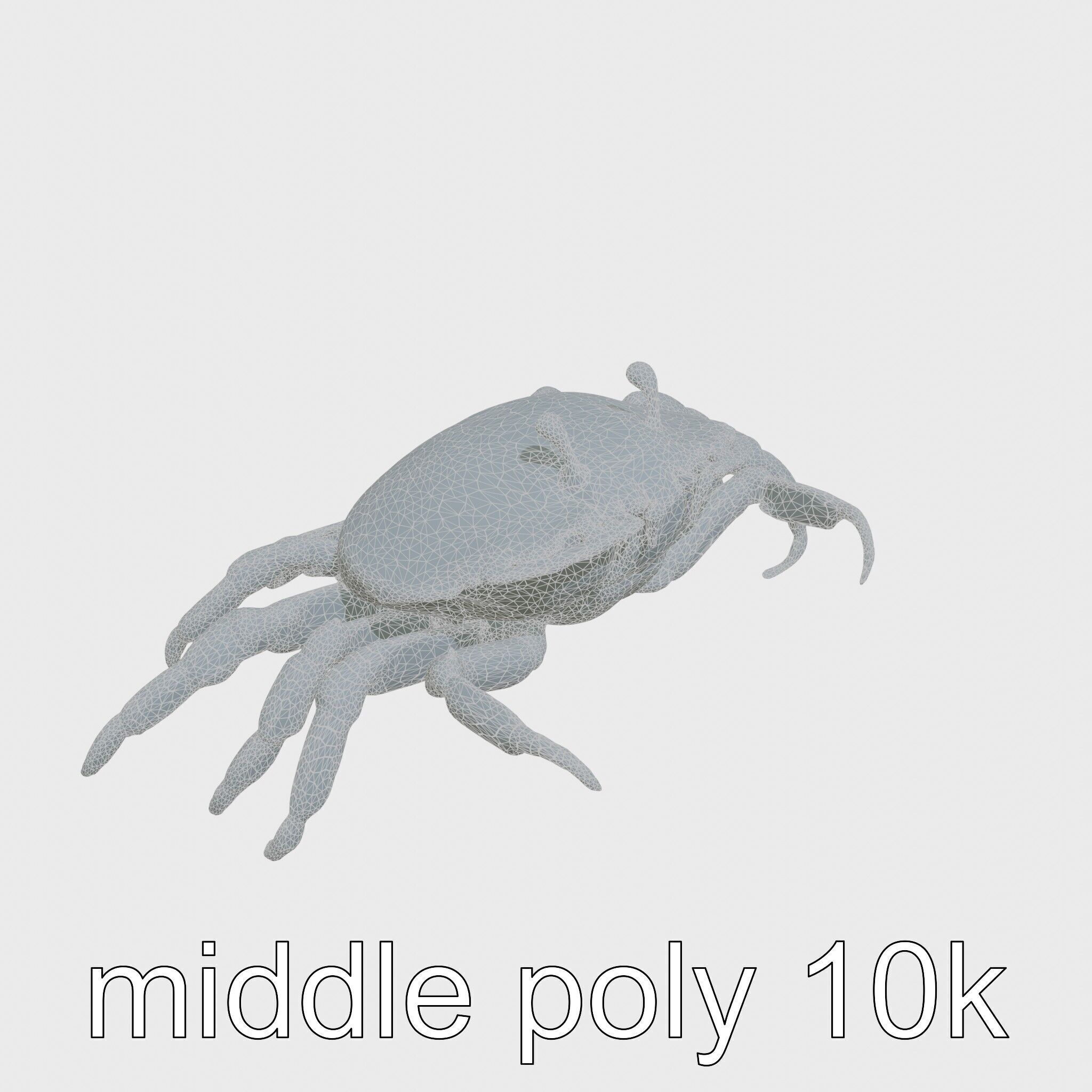 Porcelain Crab 3D Model with Detailed Anatomy Low-poly 3D model_19