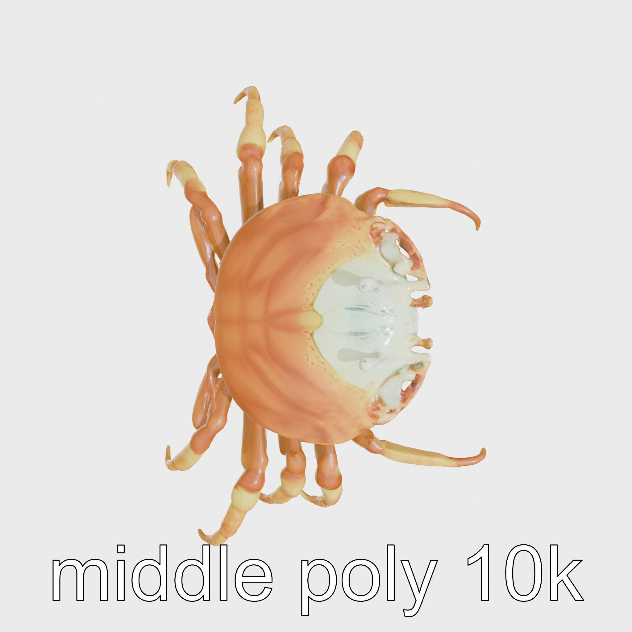 Porcelain Crab 3D Model with Detailed Anatomy Low-poly 3D model_20