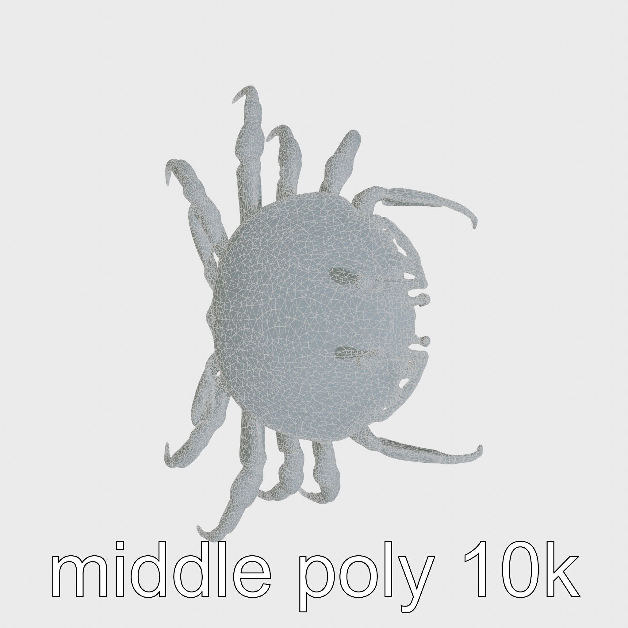 Porcelain Crab 3D Model with Detailed Anatomy Low-poly 3D model_23