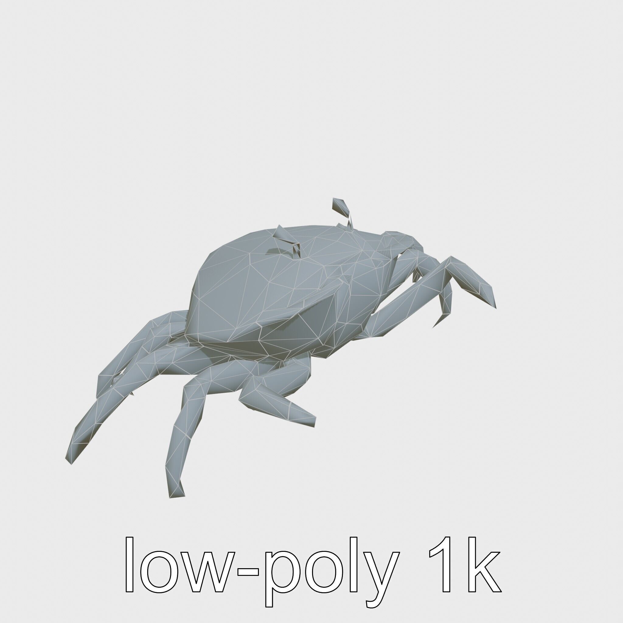 Porcelain Crab 3D Model with Detailed Anatomy Low-poly 3D model_16