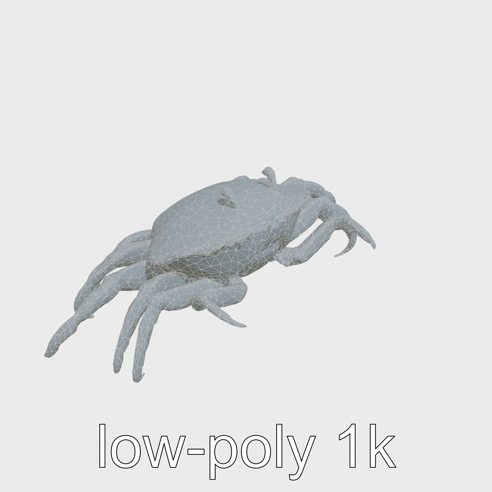 Porcelain Crab 3D Model with Detailed Anatomy Low-poly 3D model_27