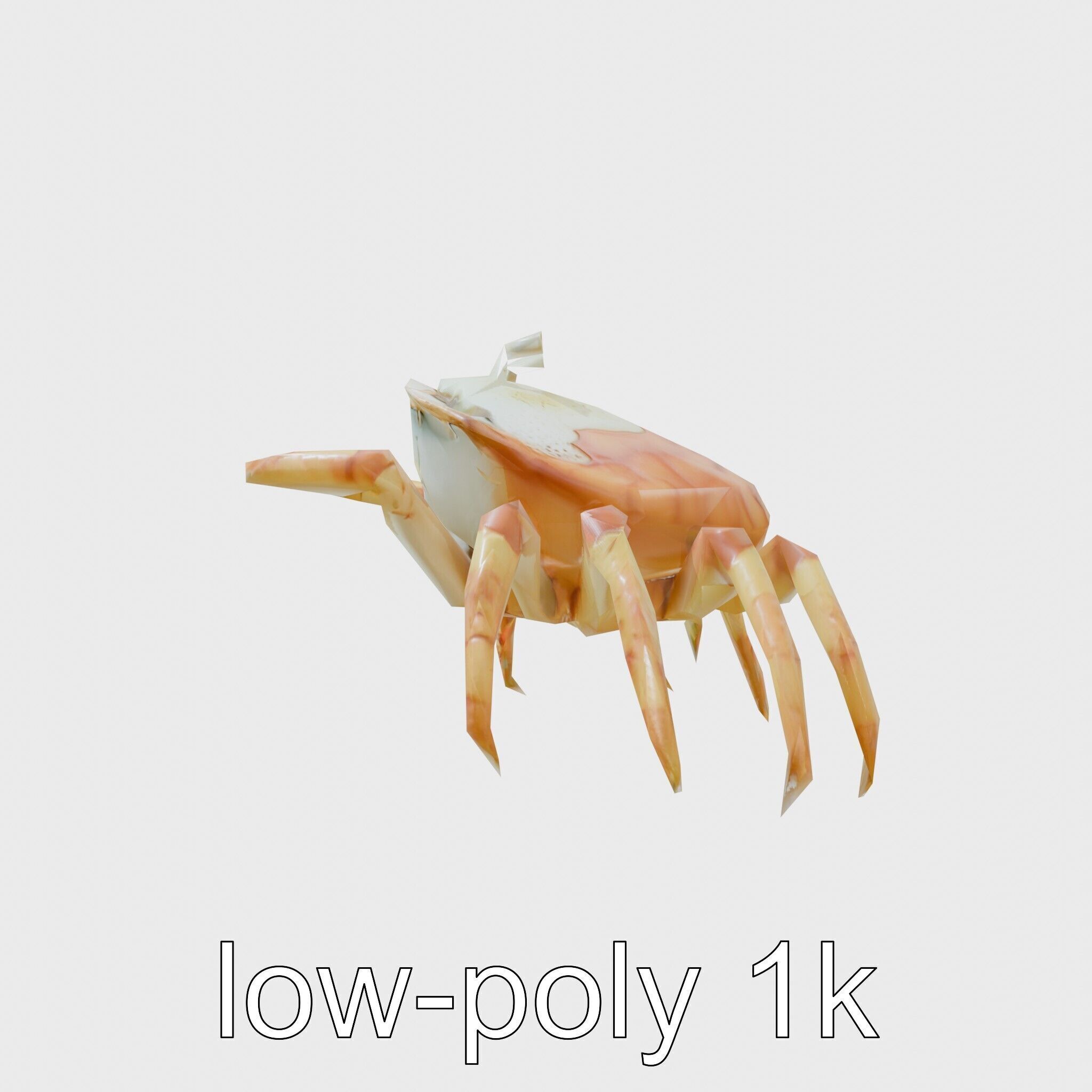 Porcelain Crab 3D Model with Detailed Anatomy Low-poly 3D model_15