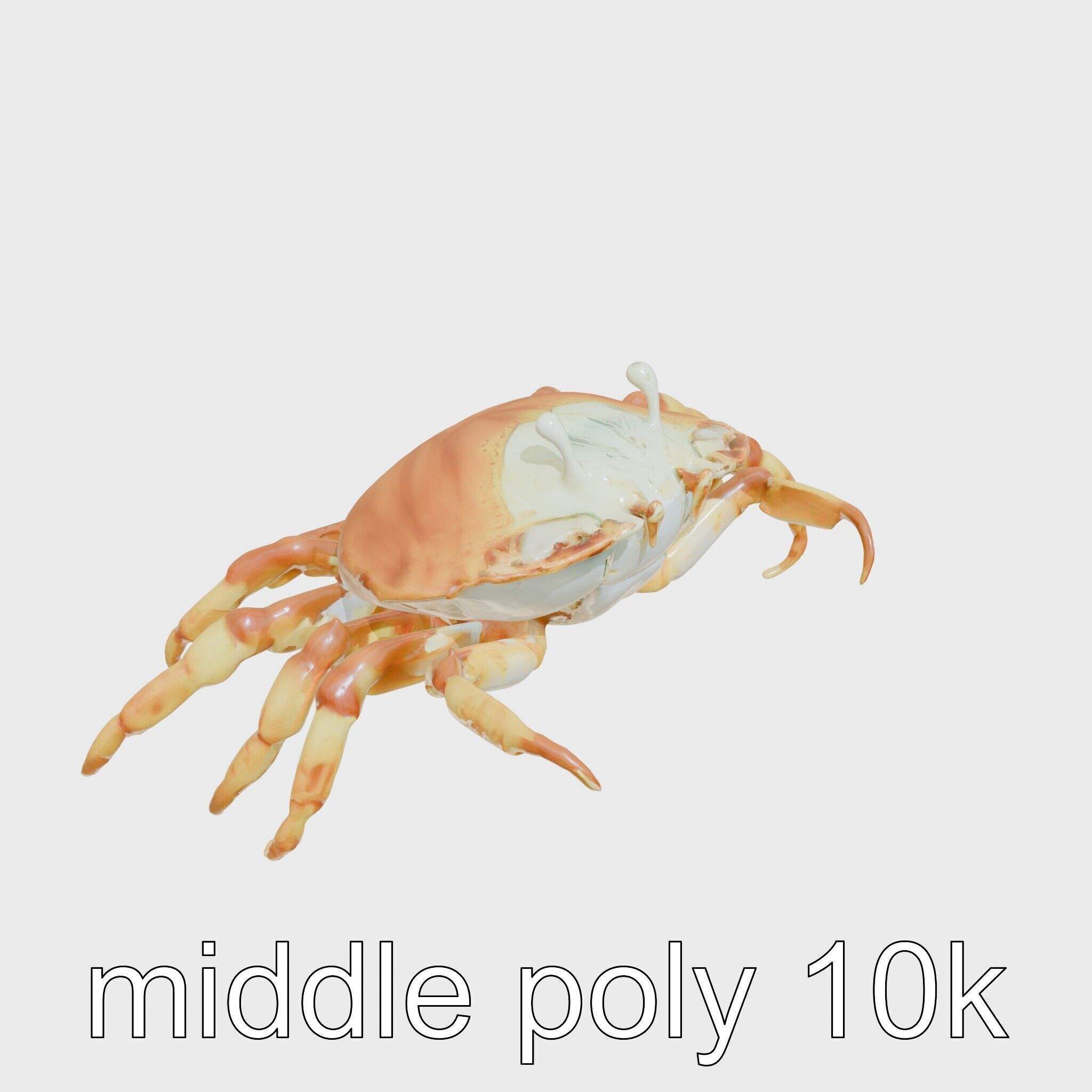 Porcelain Crab 3D Model with Detailed Anatomy Low-poly 3D model_8