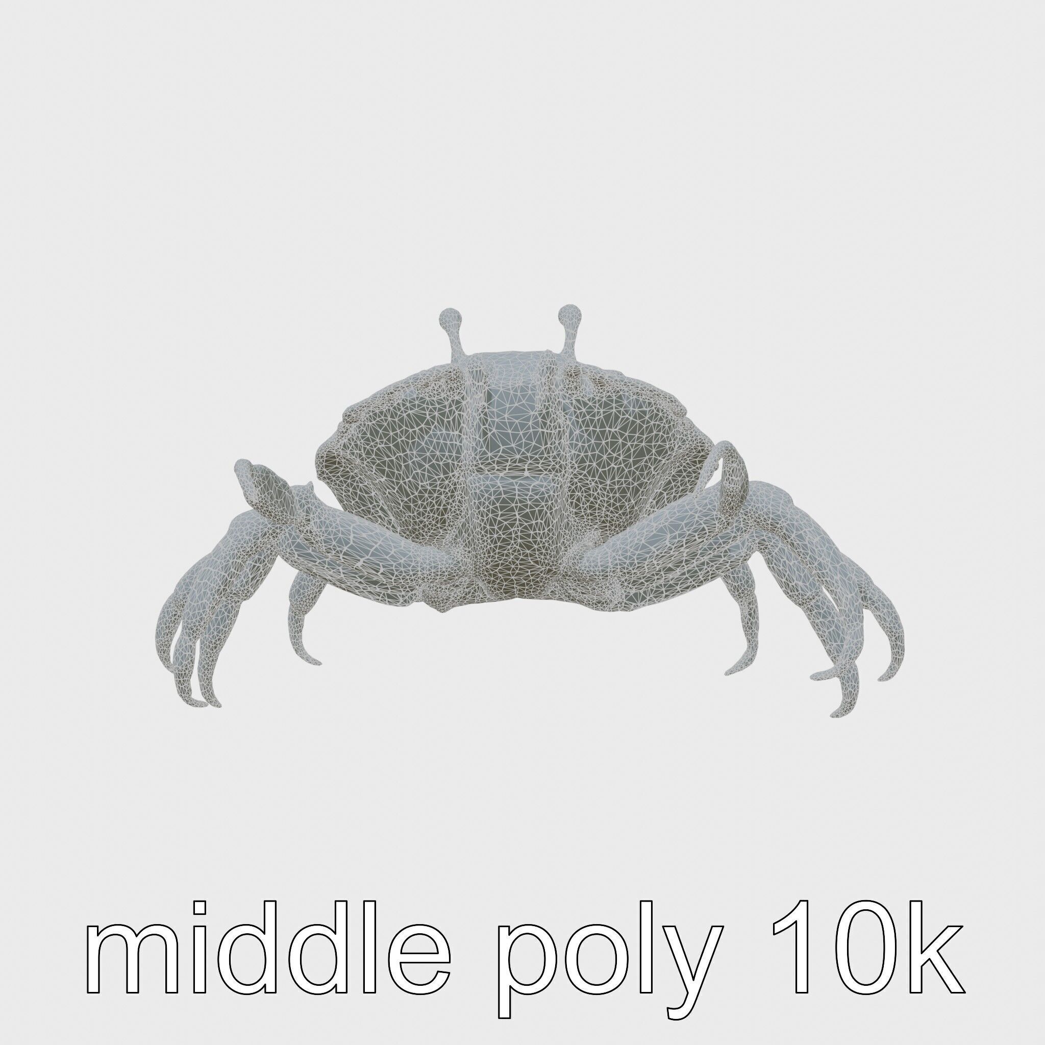 Porcelain Crab 3D Model with Detailed Anatomy Low-poly 3D model_26