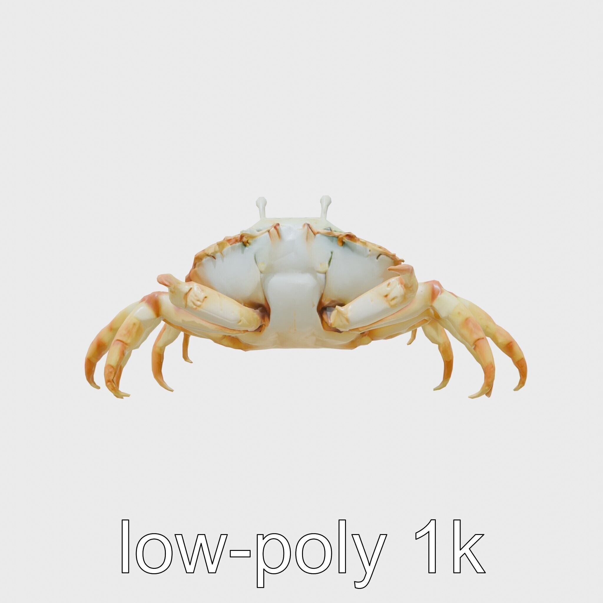 Porcelain Crab 3D Model with Detailed Anatomy Low-poly 3D model_21