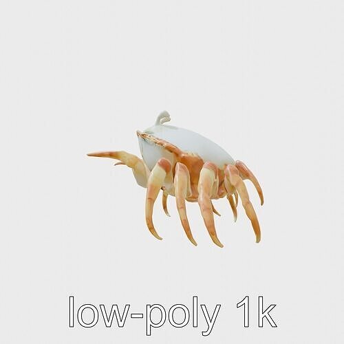 Porcelain Crab 3D Model with Detailed Anatomy Low-poly 3D model