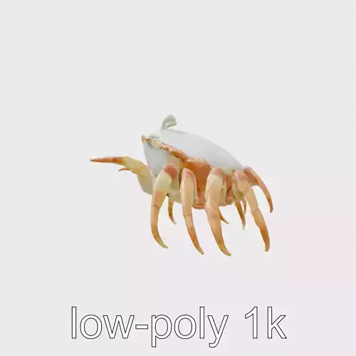 Porcelain Crab 3D Model with Detailed Anatomy
