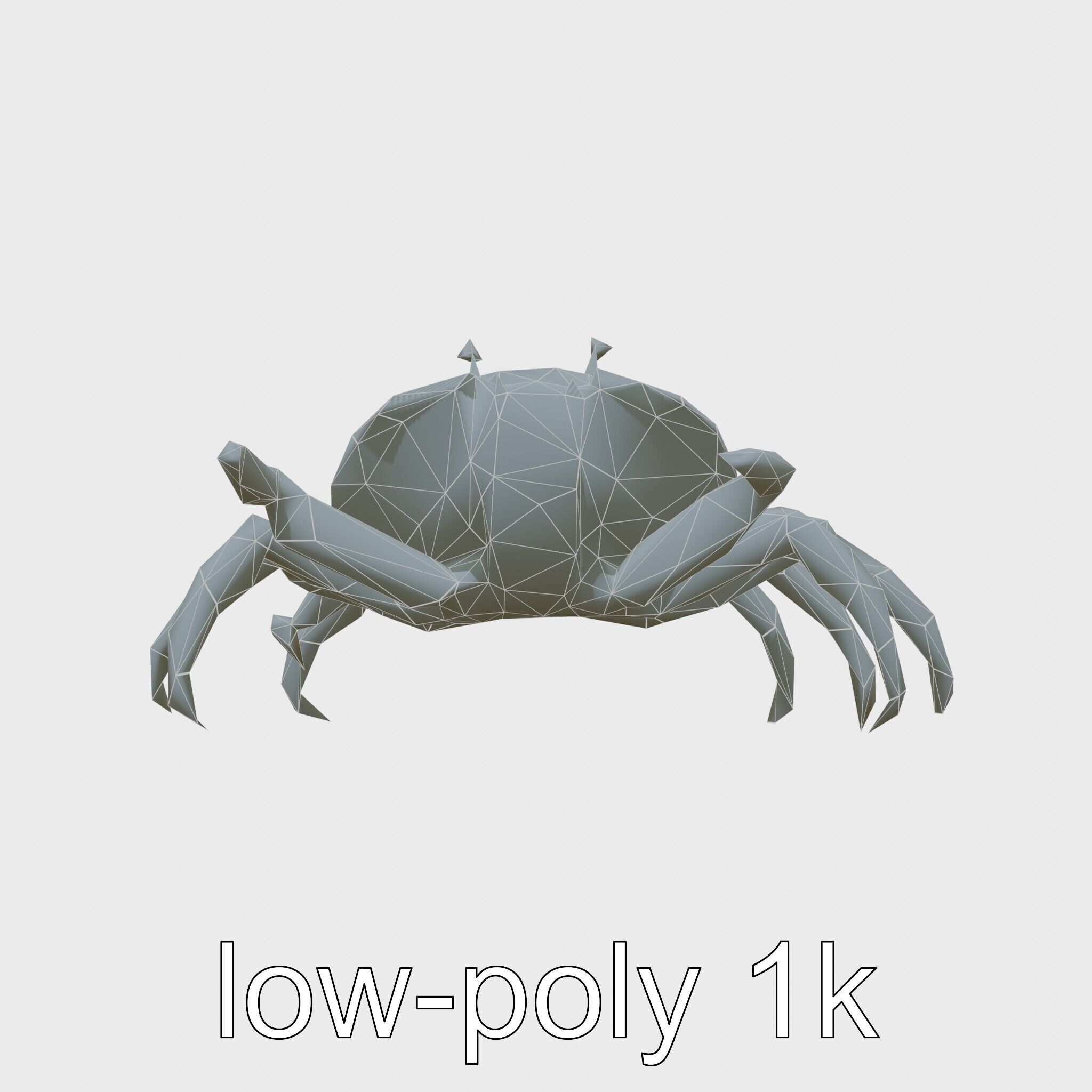 Porcelain Crab 3D Model with Detailed Anatomy Low-poly 3D model_7