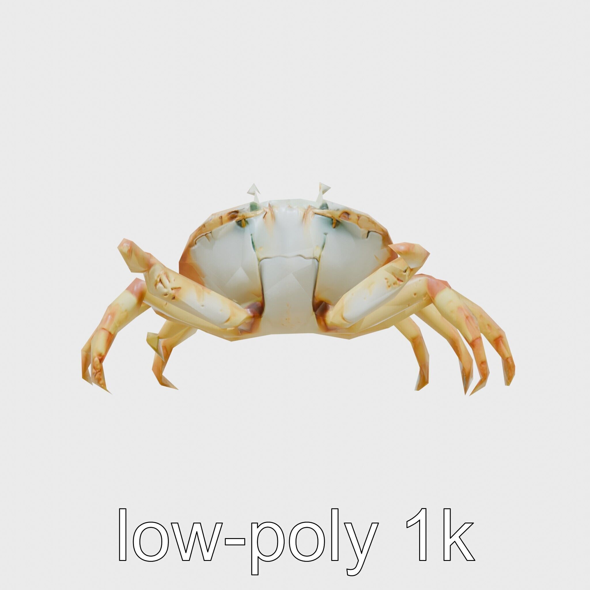 Porcelain Crab 3D Model with Detailed Anatomy Low-poly 3D model_4