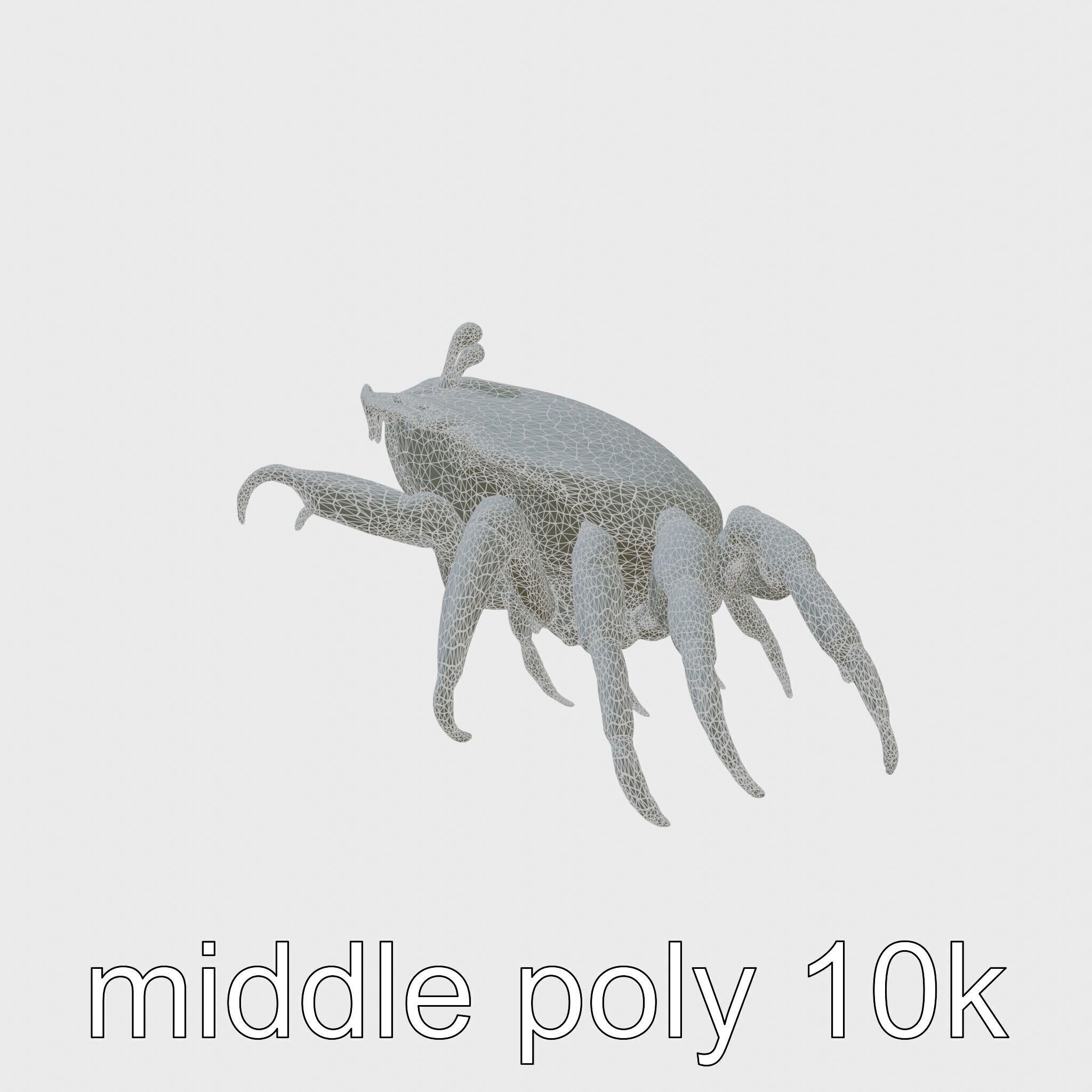 Porcelain Crab 3D Model with Detailed Anatomy Low-poly 3D model_5