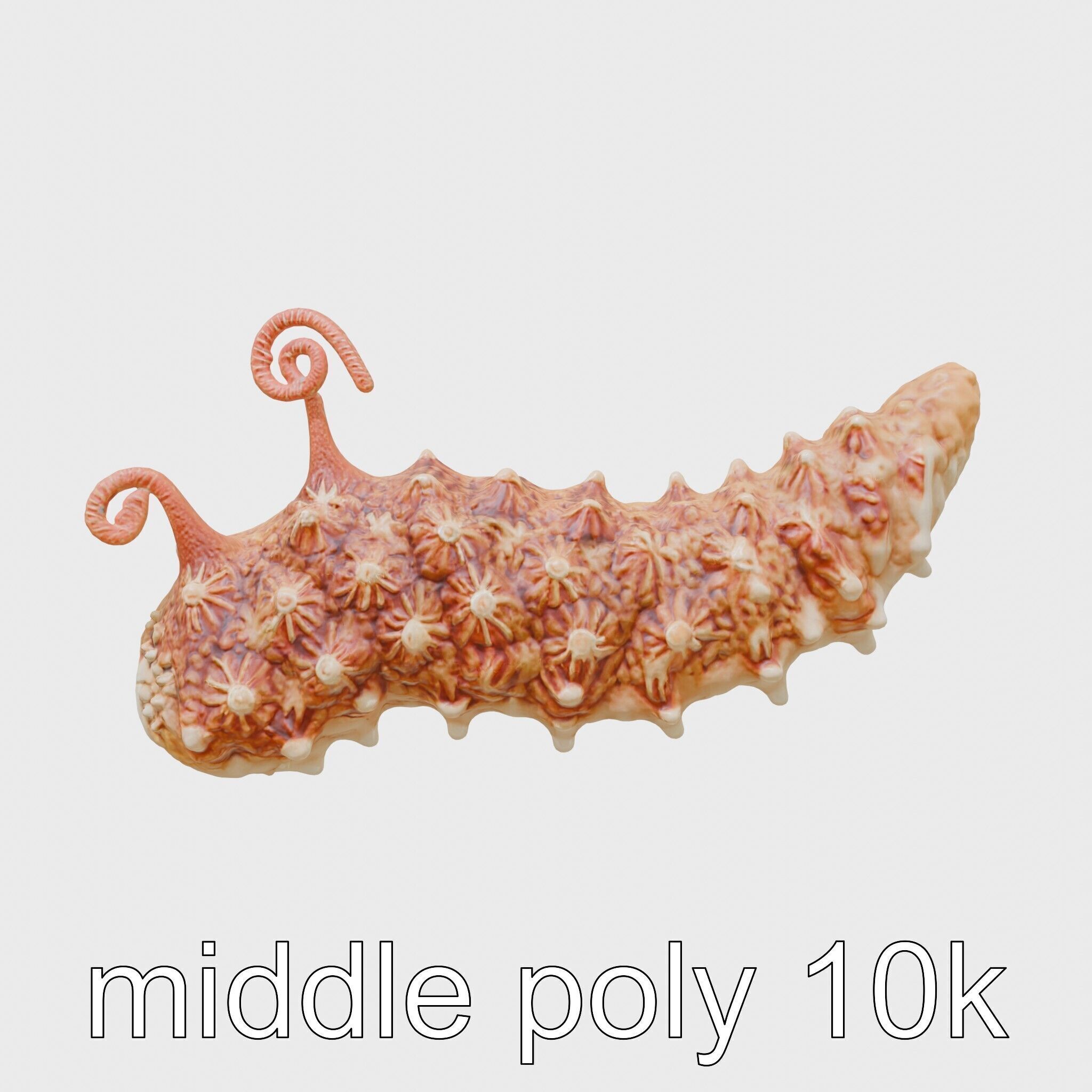 Christmas Tree Worm 3D Model with Spiral-Shaped Crowns Low-poly 3D model_2