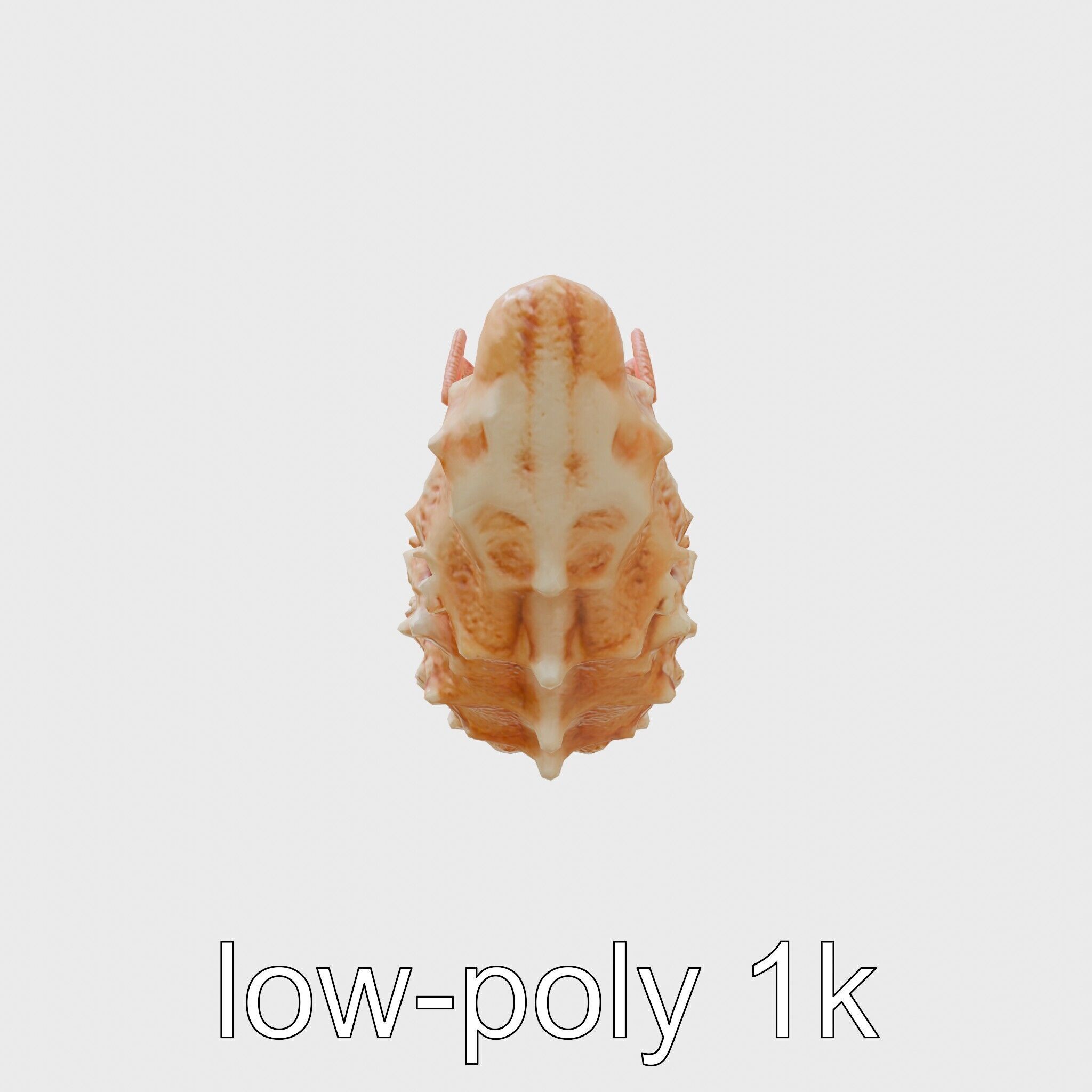 Christmas Tree Worm 3D Model with Spiral-Shaped Crowns Low-poly 3D model_19