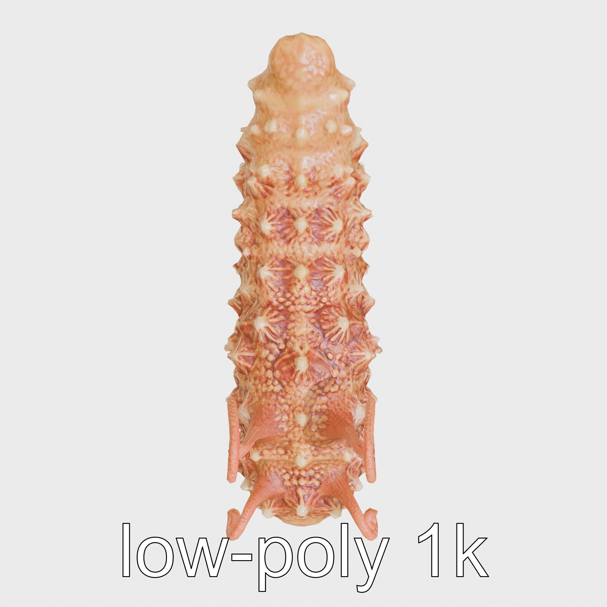 Christmas Tree Worm 3D Model with Spiral-Shaped Crowns Low-poly 3D model_9