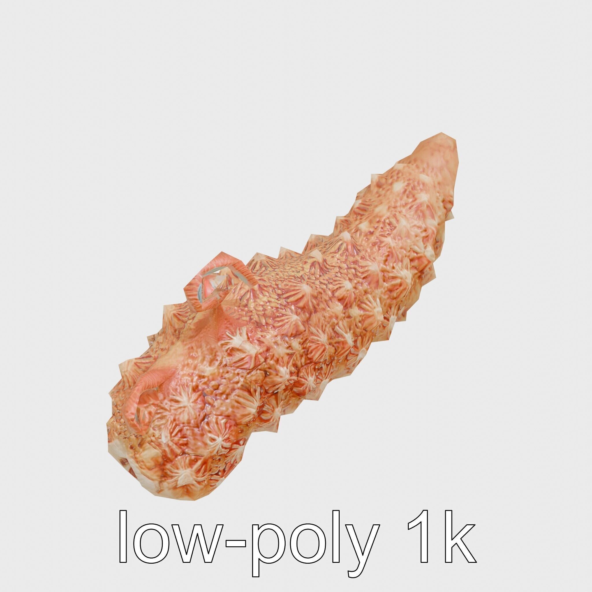 Christmas Tree Worm 3D Model with Spiral-Shaped Crowns Low-poly 3D model_10