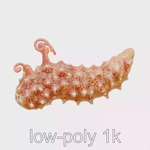 Christmas Tree Worm 3D Model with Spiral-Shaped Crowns Low-poly 3D model