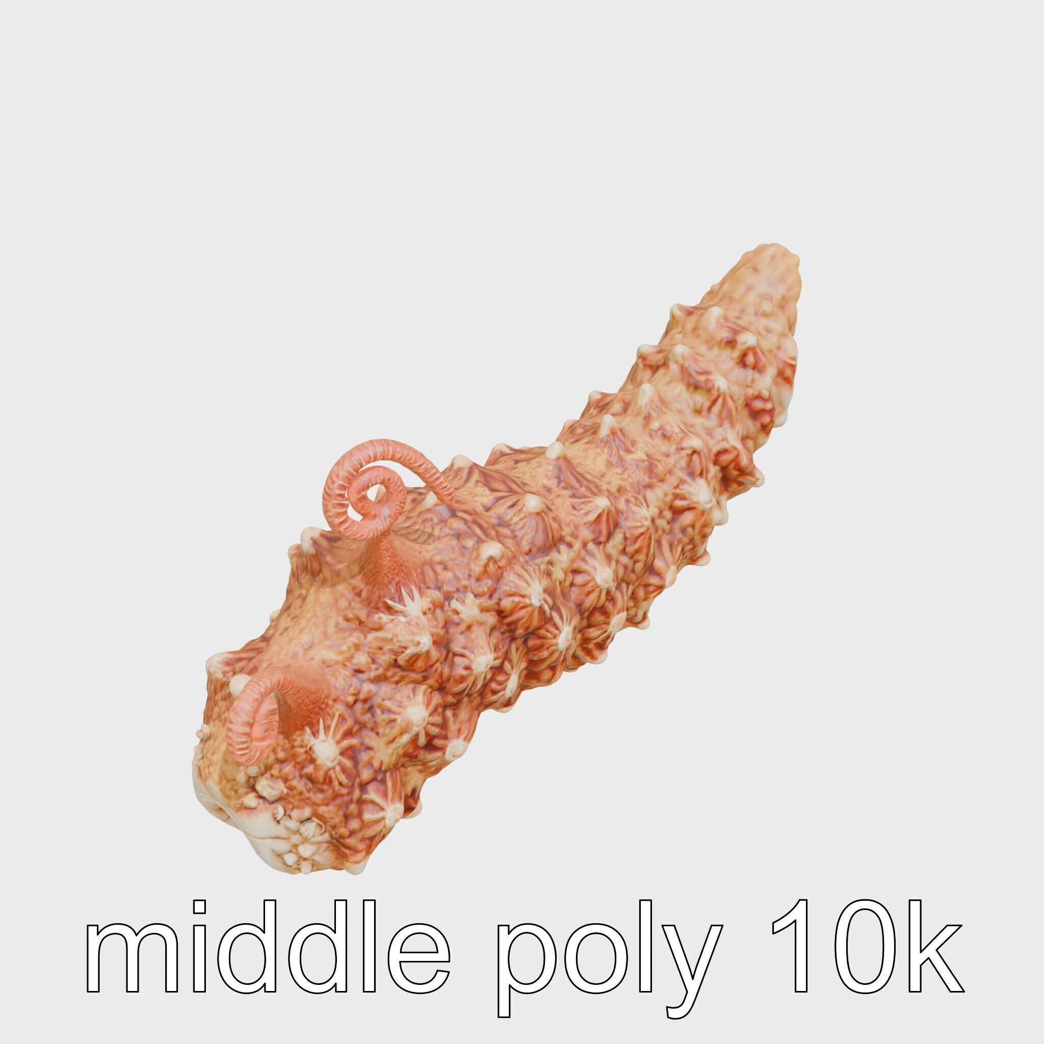 Christmas Tree Worm 3D Model with Spiral-Shaped Crowns Low-poly 3D model_24