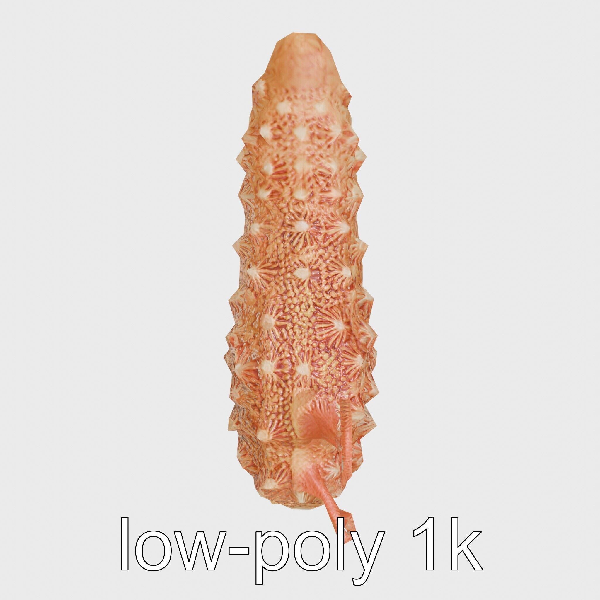 Christmas Tree Worm 3D Model with Spiral-Shaped Crowns Low-poly 3D model_23