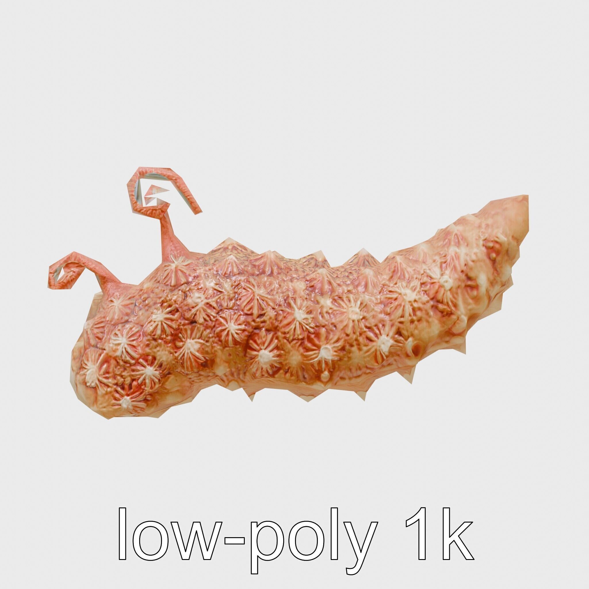 Christmas Tree Worm 3D Model with Spiral-Shaped Crowns Low-poly 3D model_16