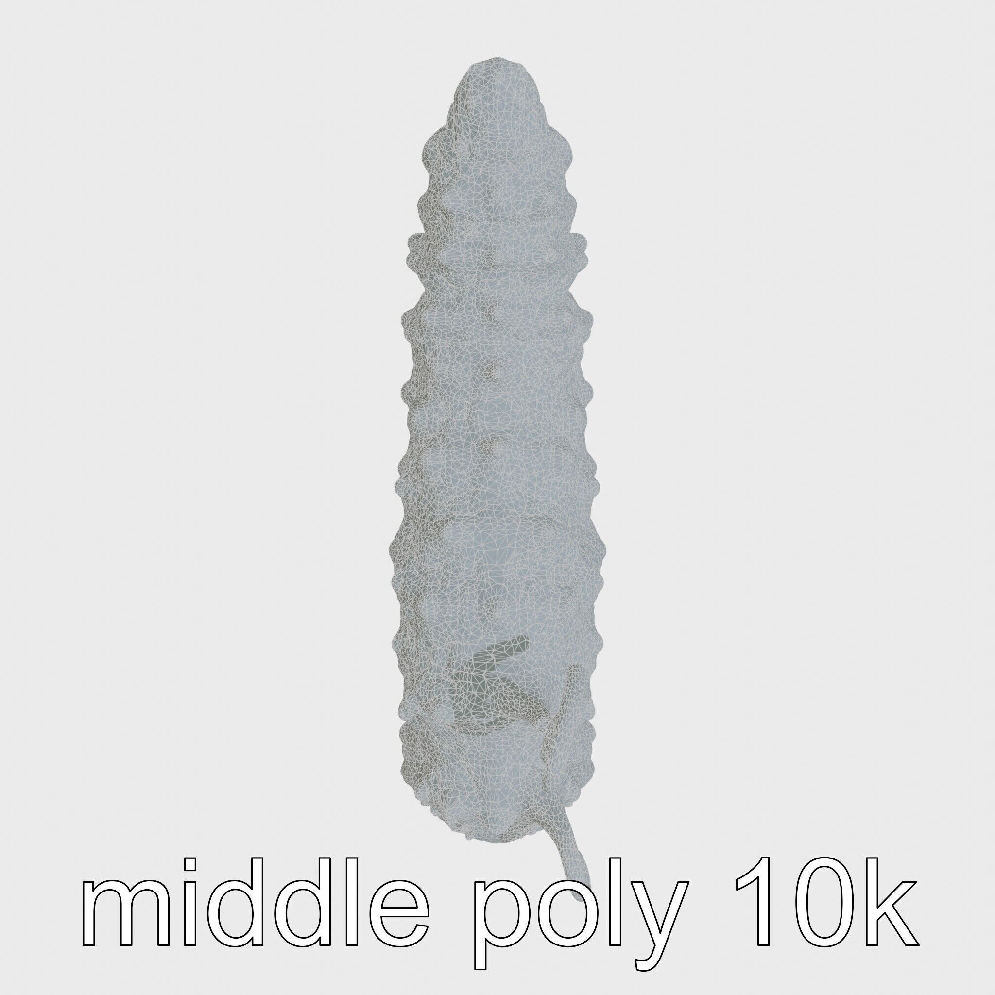 Christmas Tree Worm 3D Model with Spiral-Shaped Crowns Low-poly 3D model_27